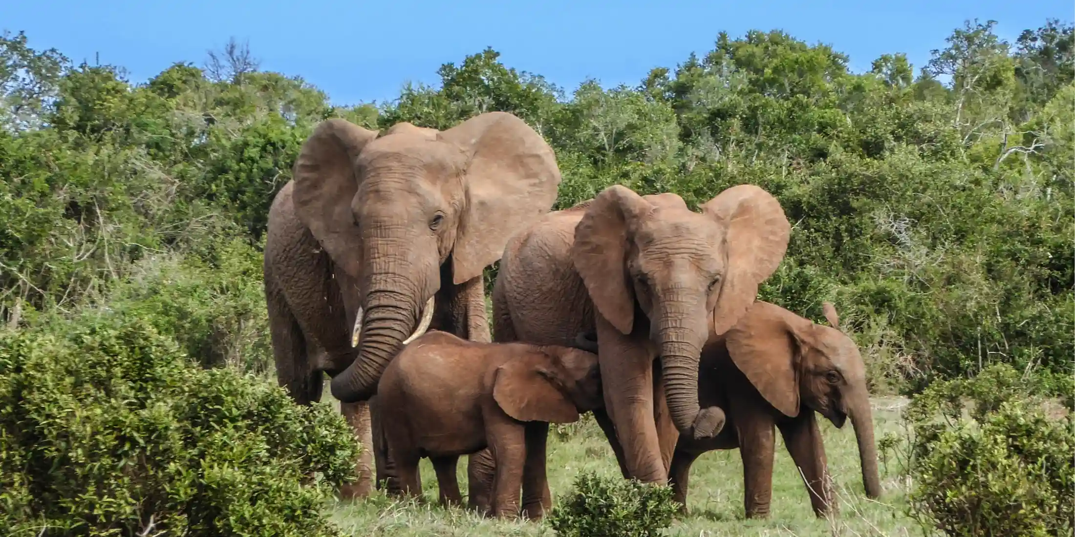 South African adventure