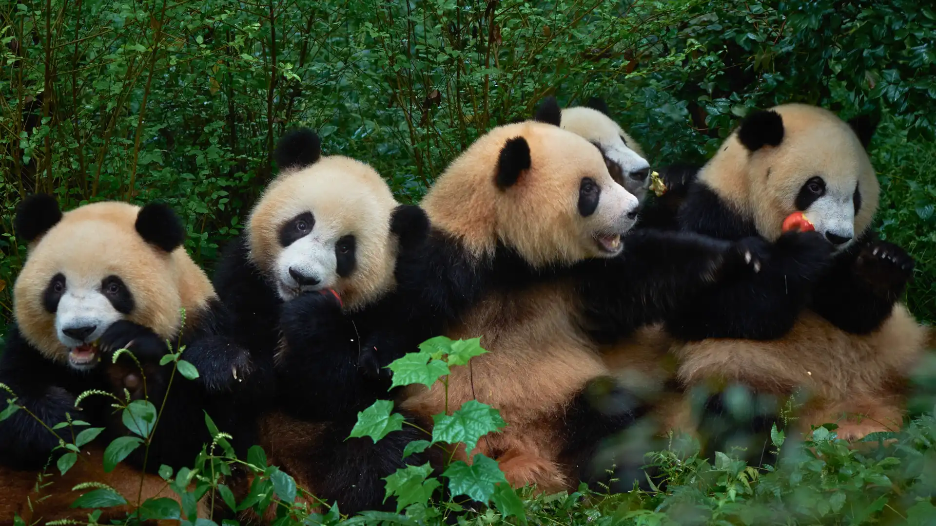 Giant Panda Breding Research Centre Chengdu