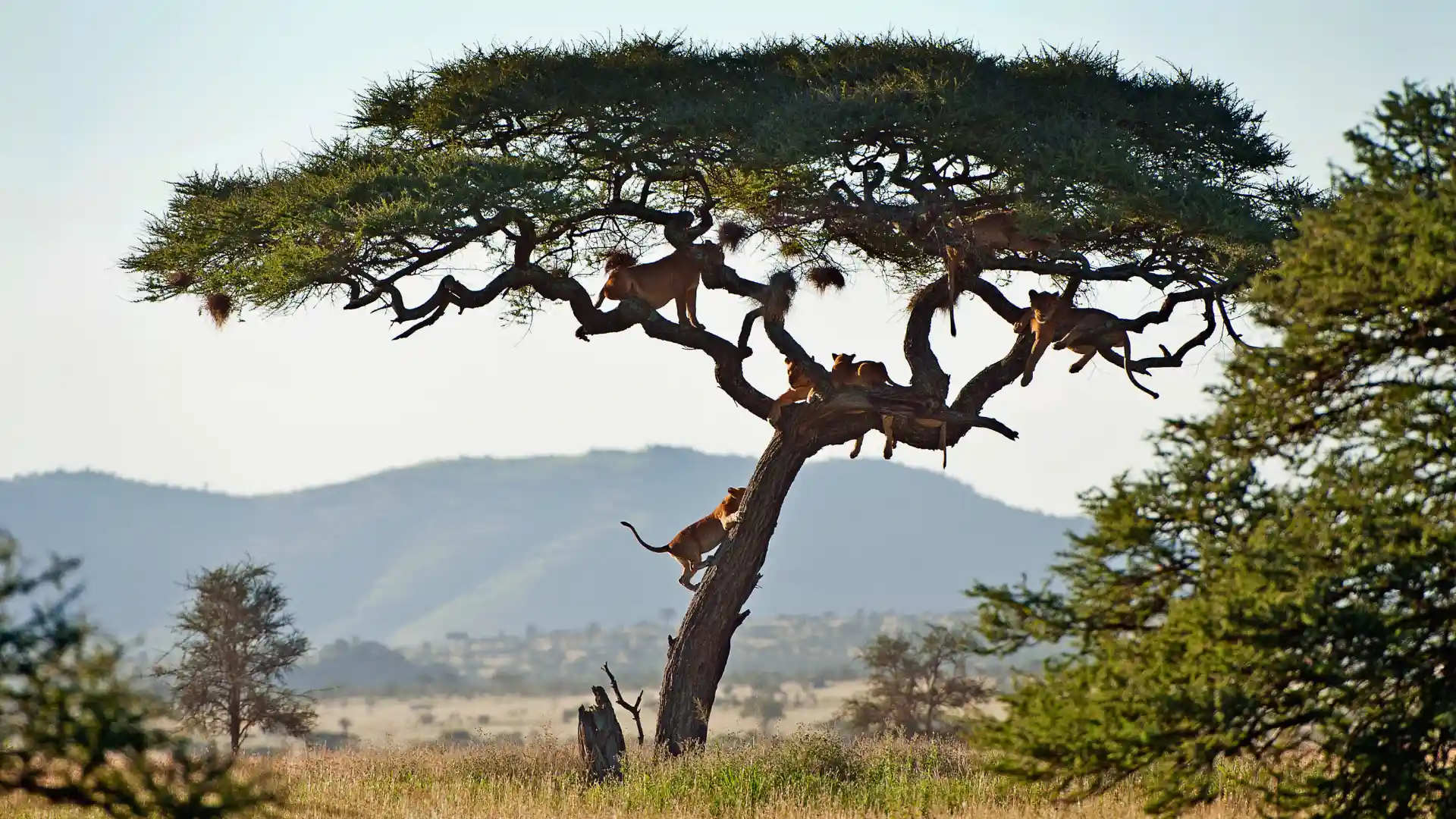 Climbing lions Serengeti National Park Tanzania