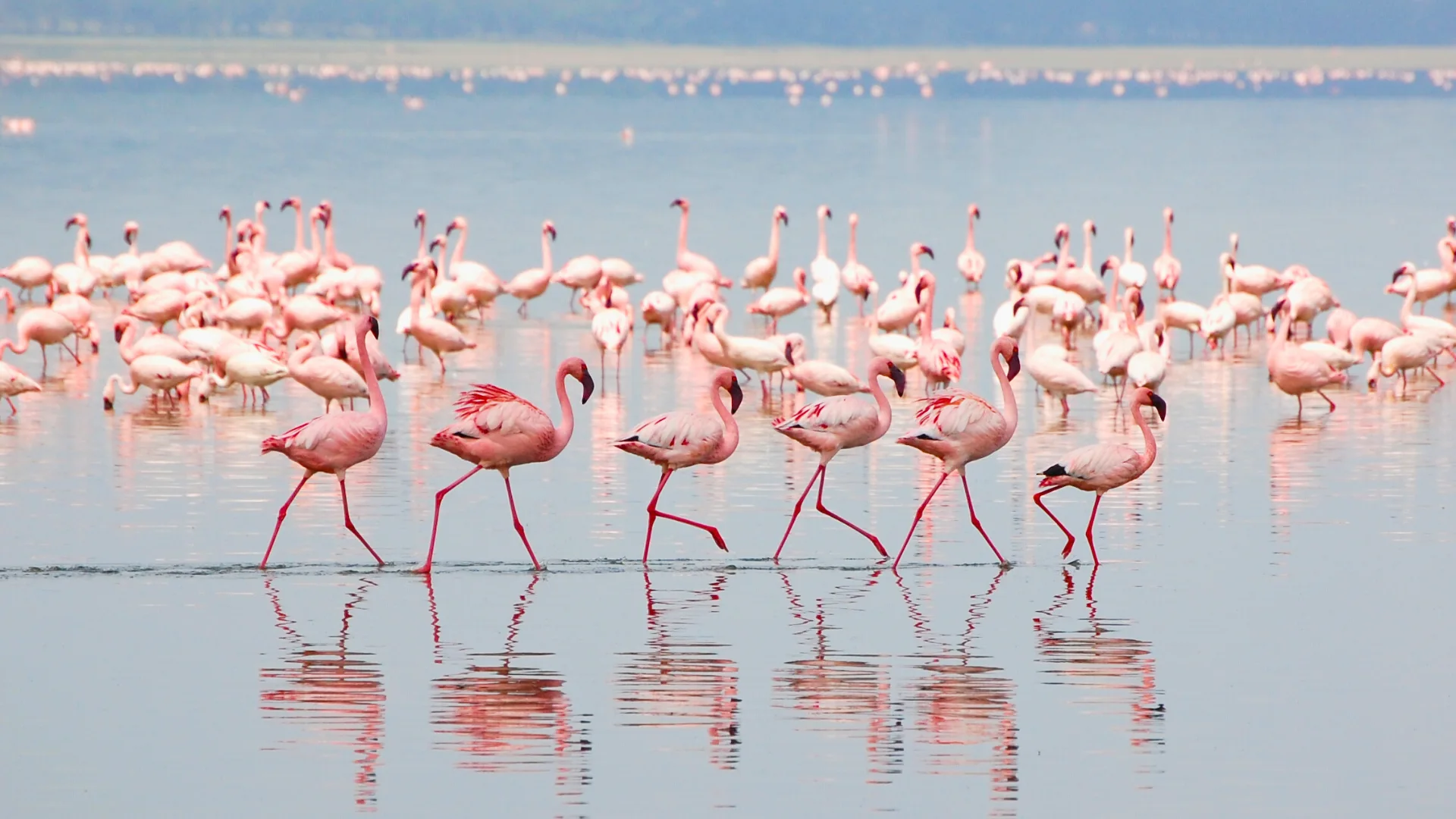Flamingos in Lake Nakuru
