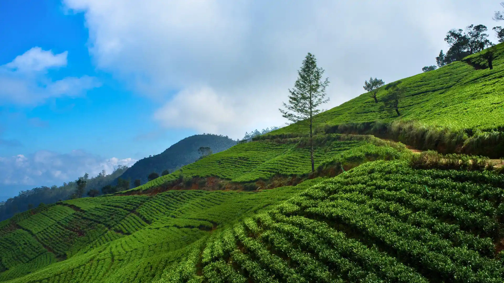 Tea plantation Nuwara Eliya