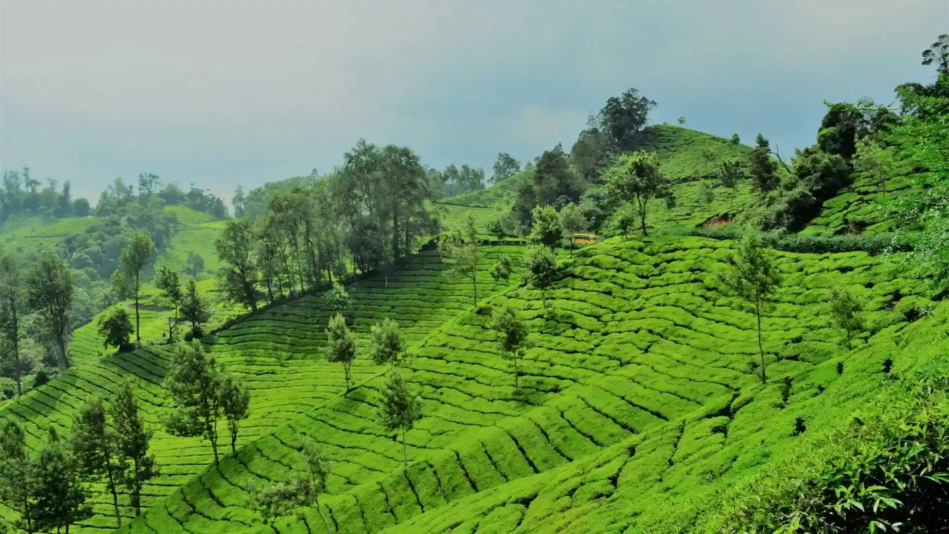 Abraham Spice Garden