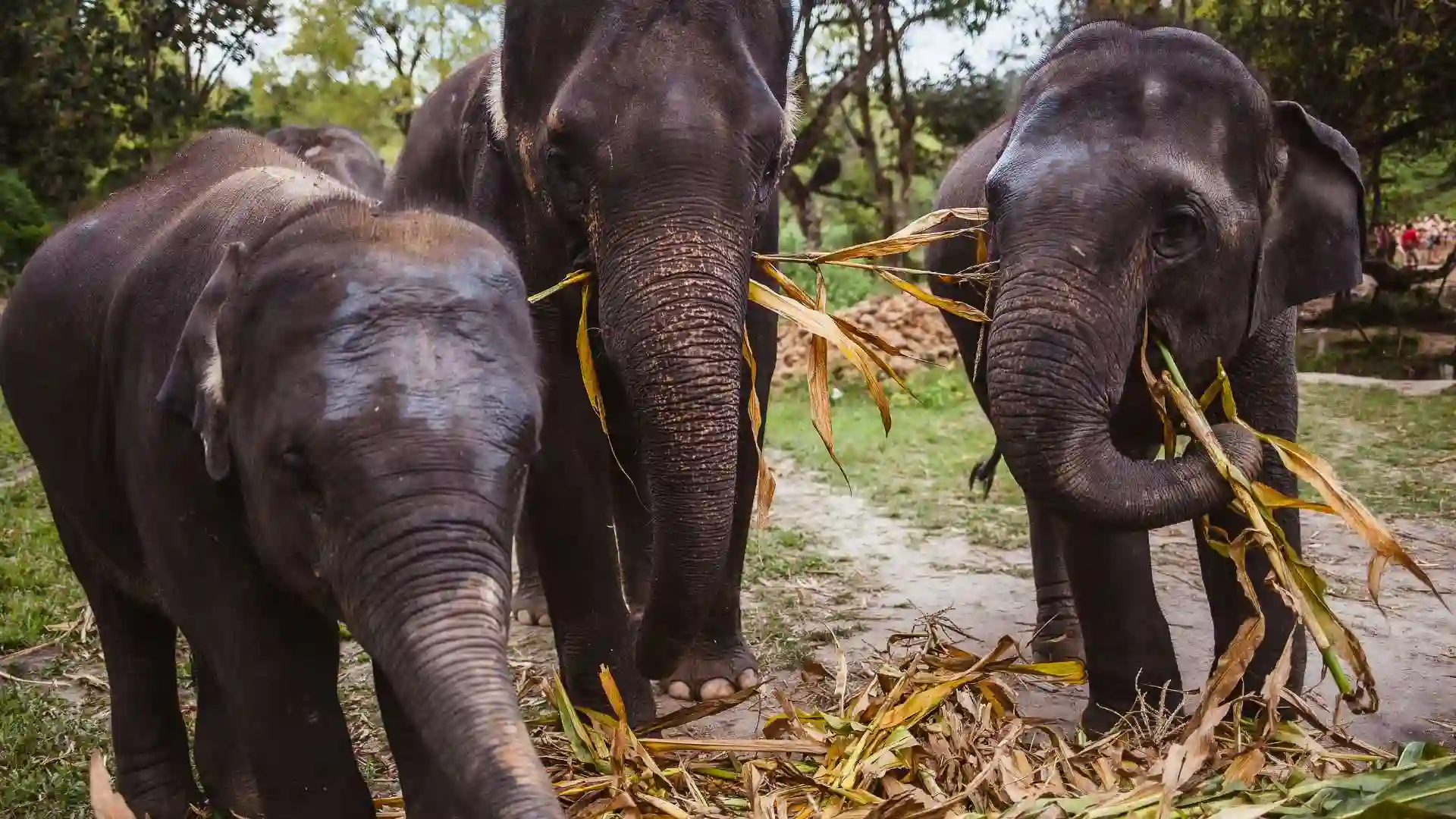 Chhattisgarh Wildlife Tour