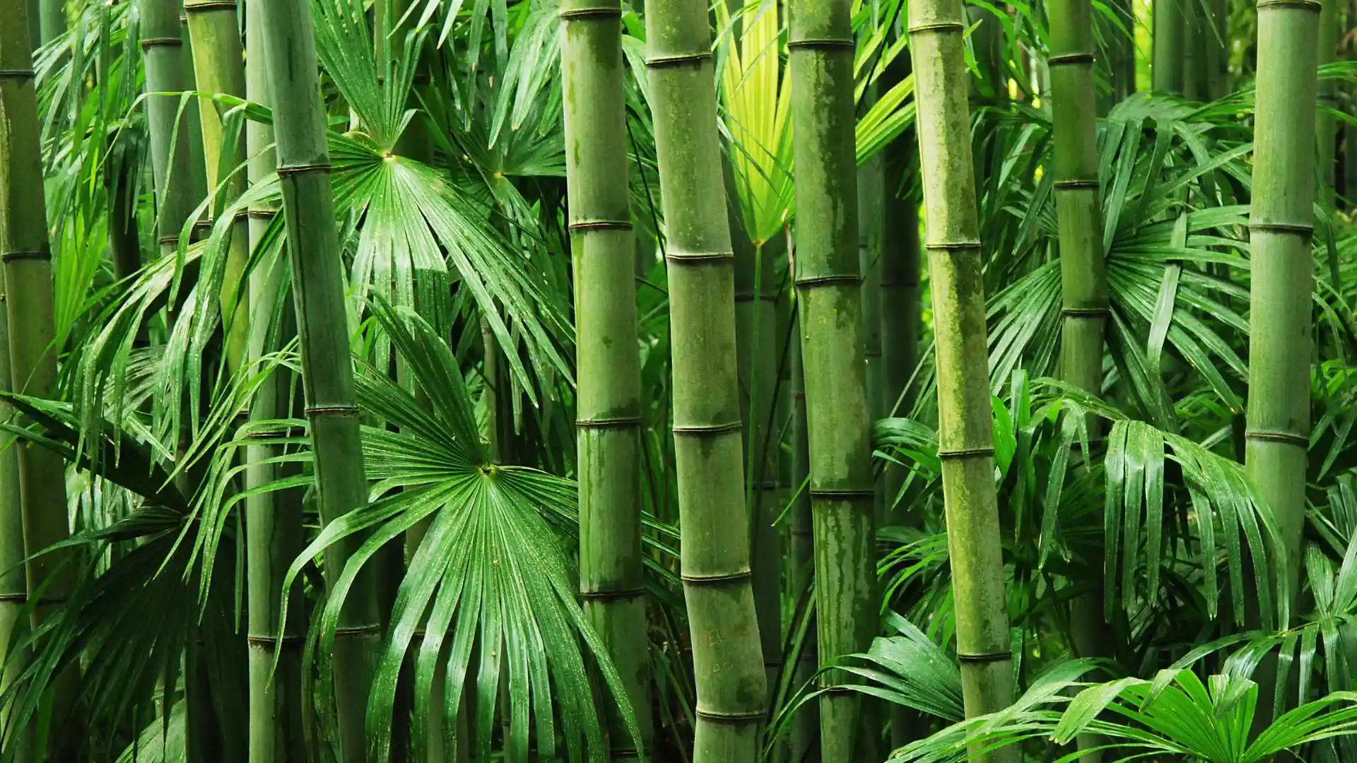Bamboo Plants