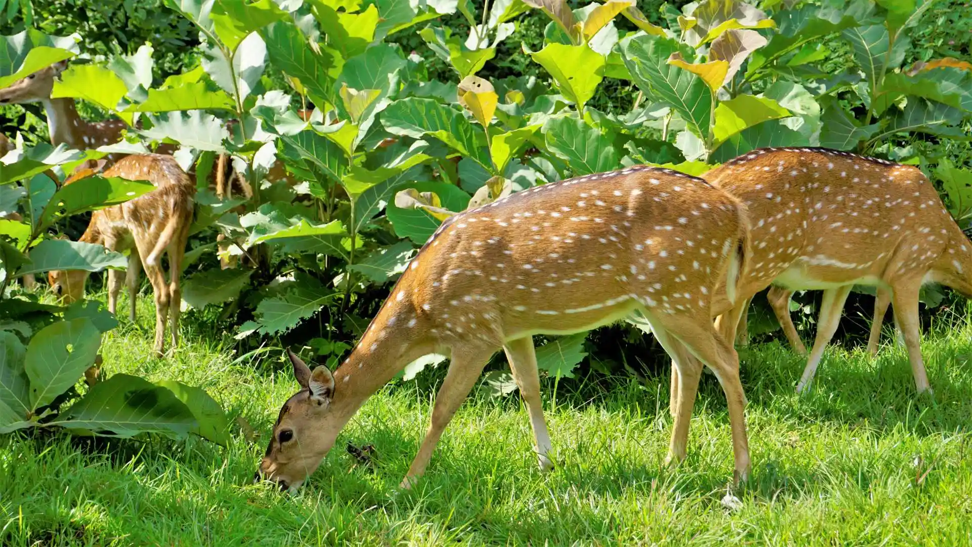 Ooty & Kodaikanal Tour Package