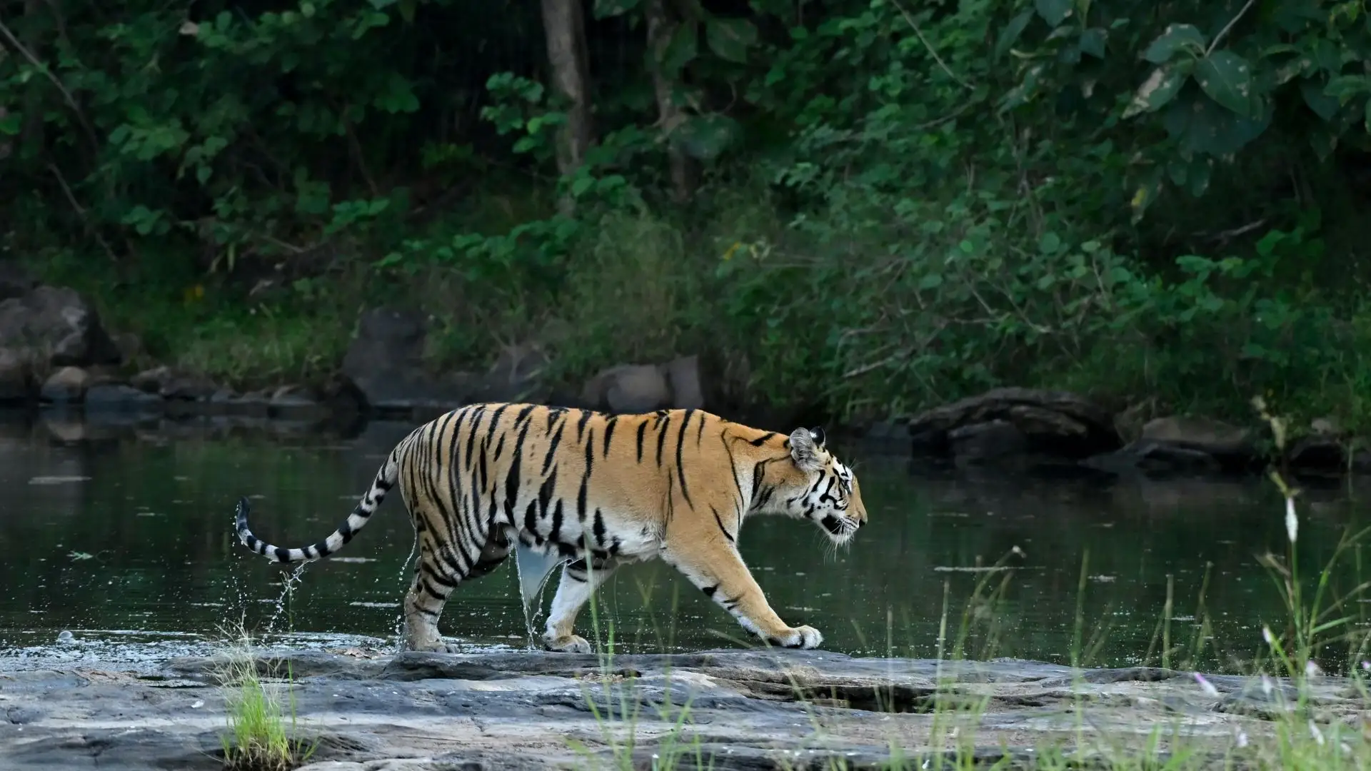 Bengal Tiger