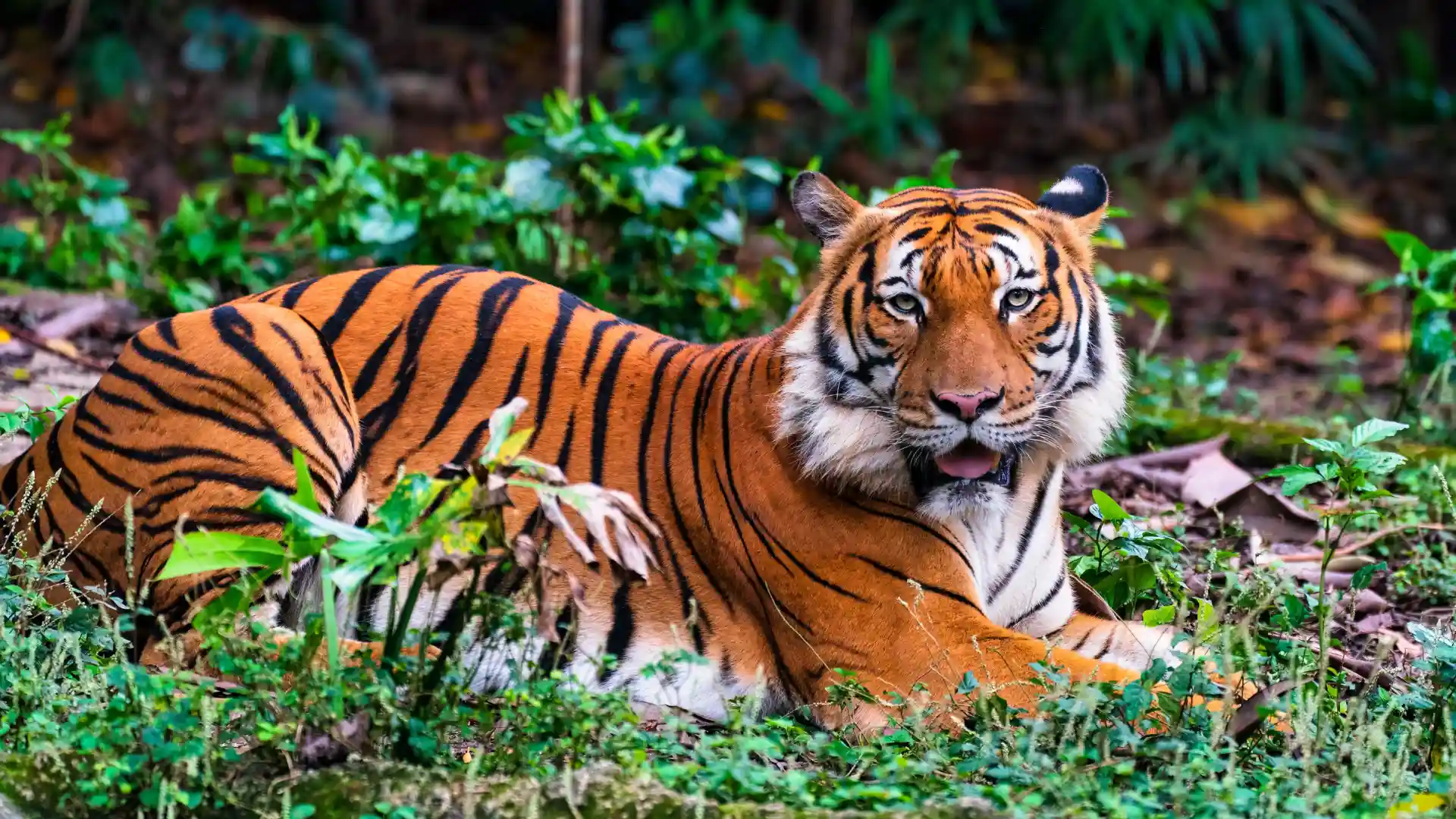 Bhadra Wildlife Sanctuary