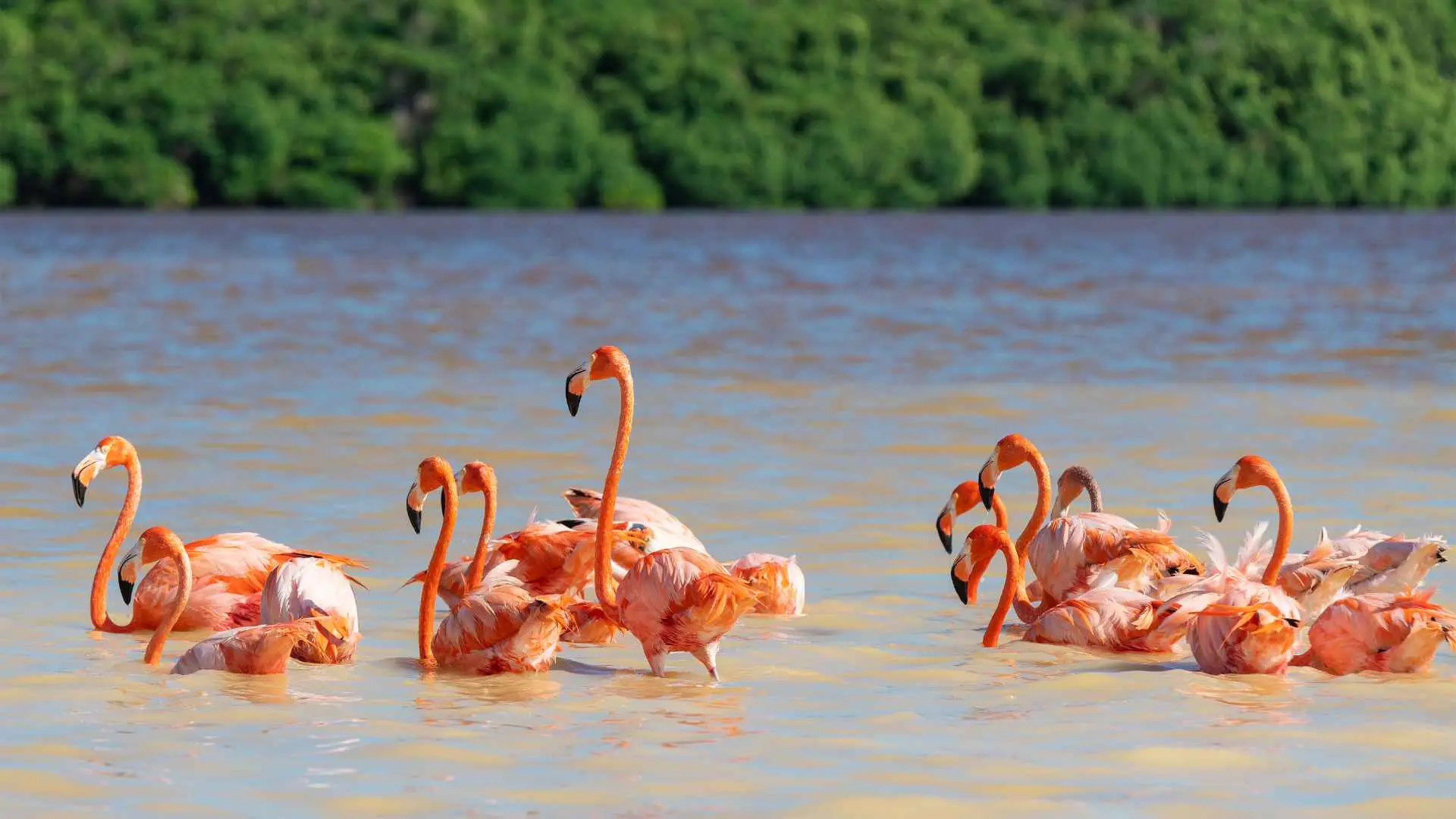 Mayan Discovery Tour