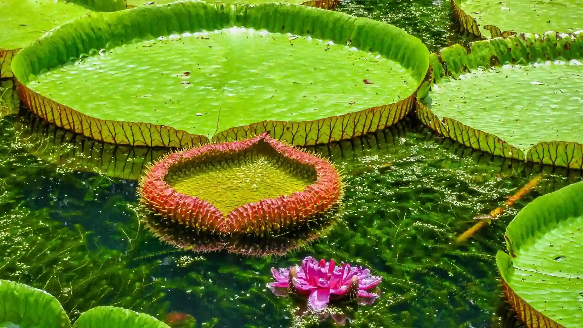Botanical Garden Mauritius