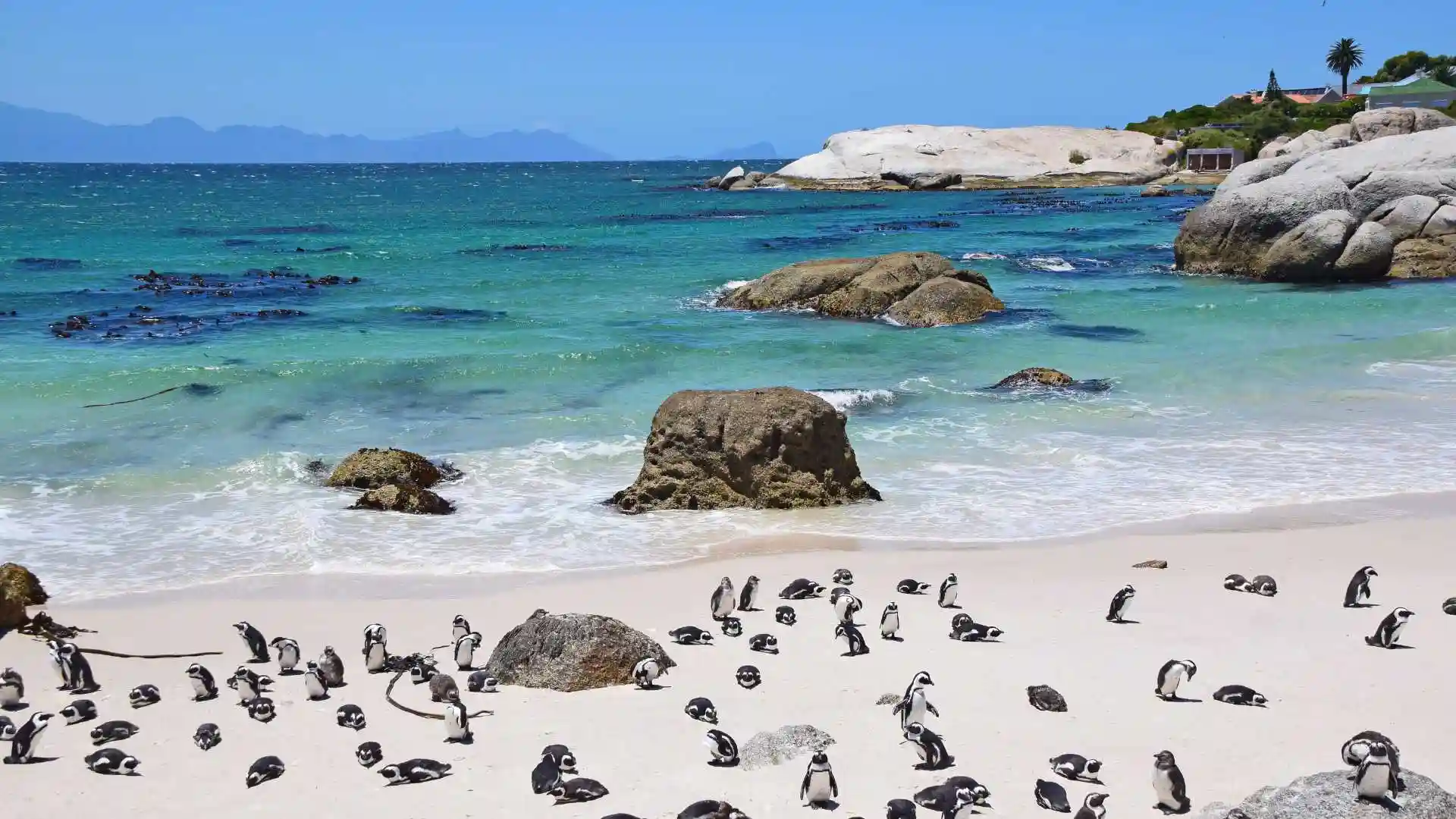 Penguins at Boulders Beach
