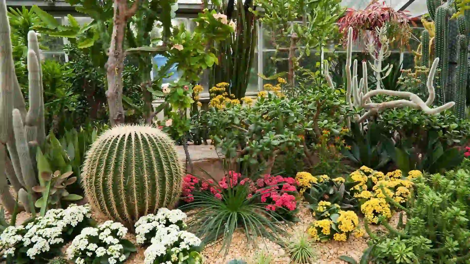 Cactus Garden