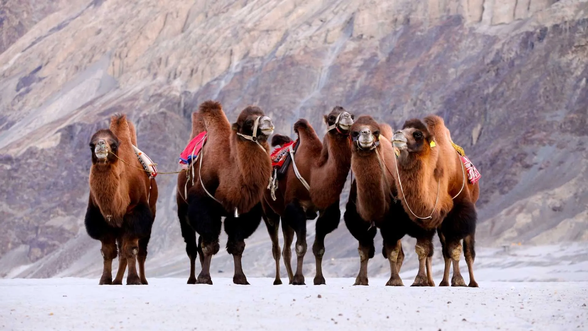 Camel Safari, Hunder Village in Nubra Valley