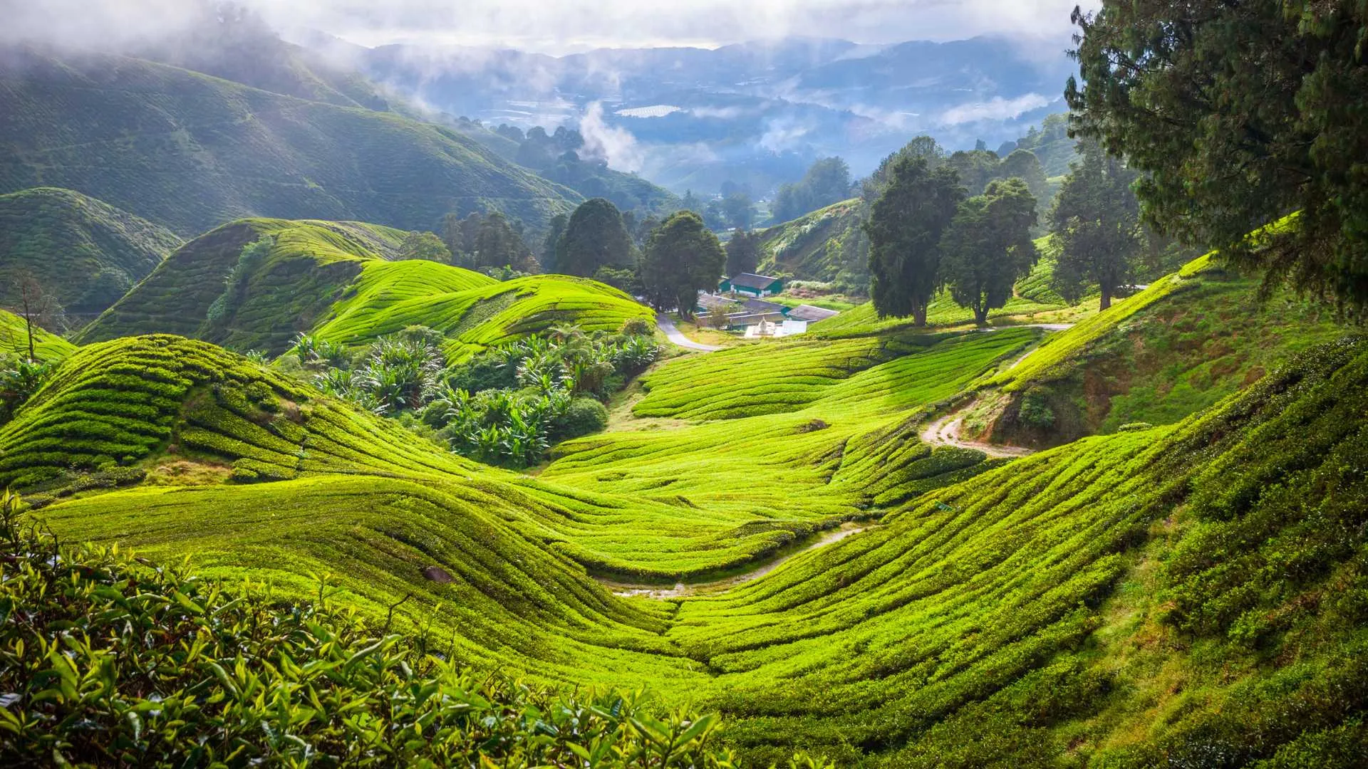 Cameron Highlands Malaysia