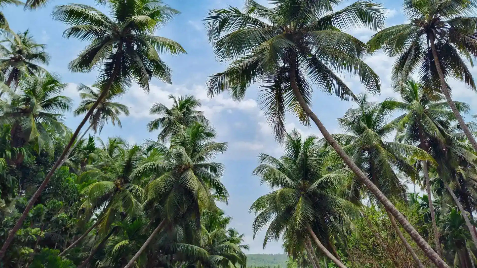 Coconut Palms Trivandrum