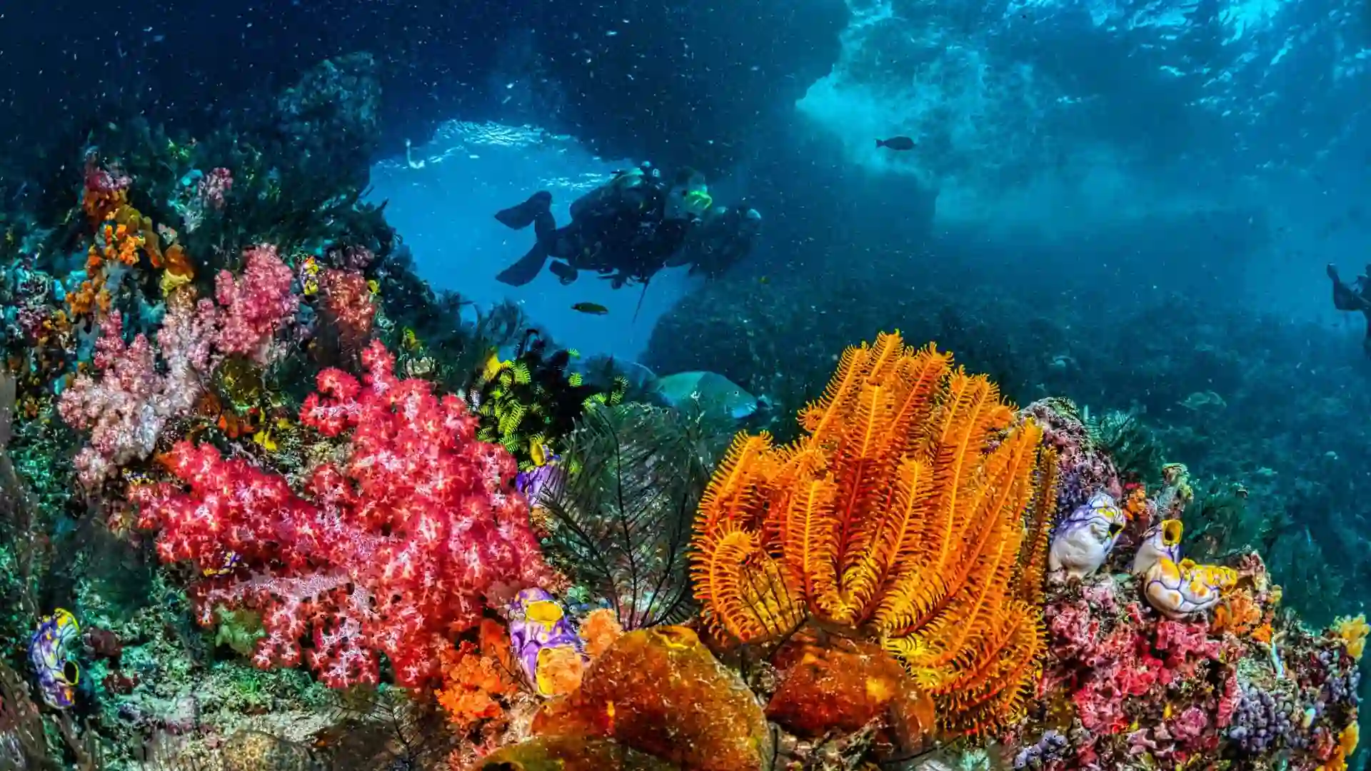 Coral Reefs of Lakshadweep