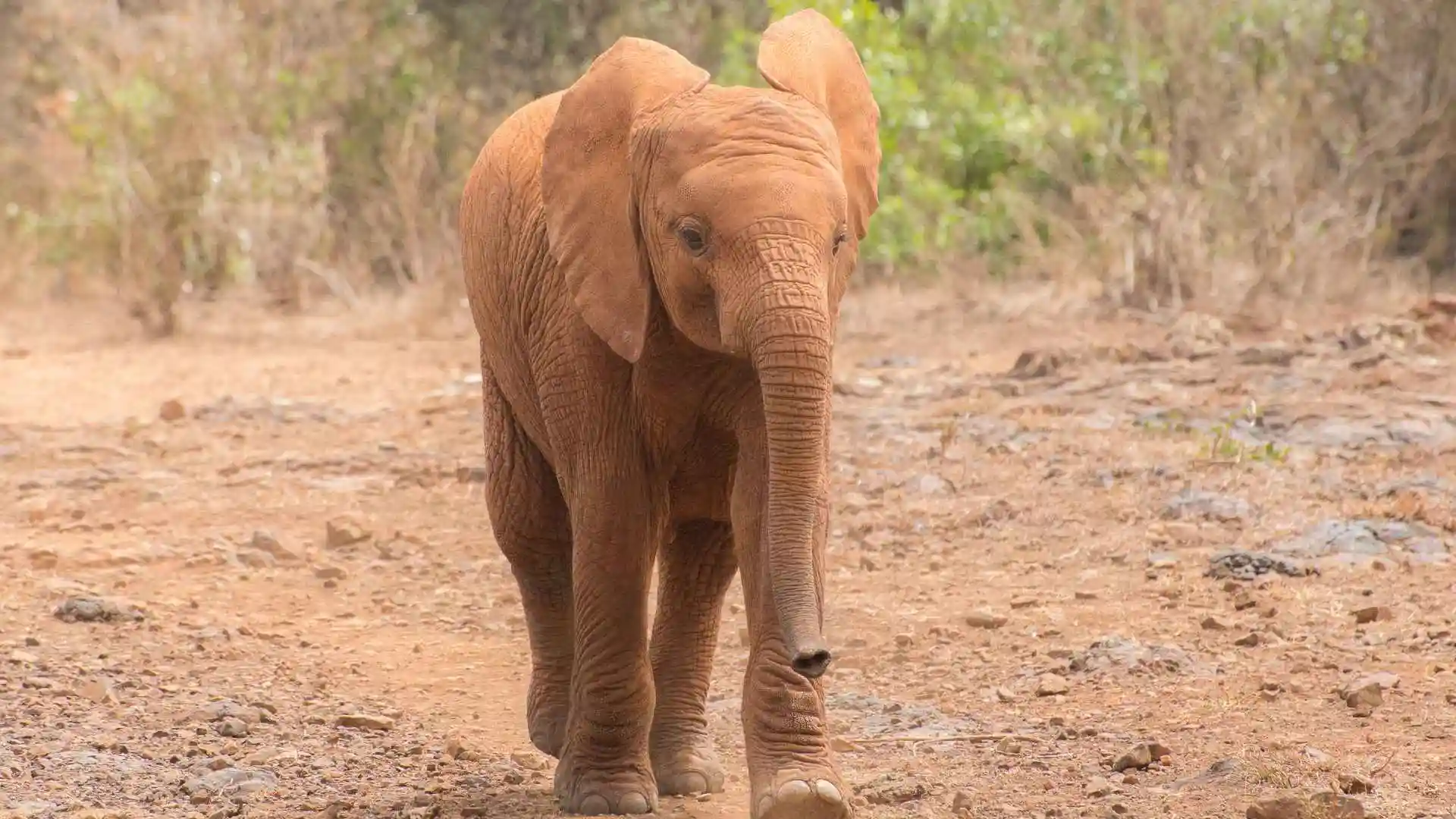 Sunrise With Hot Air Balloon Safari