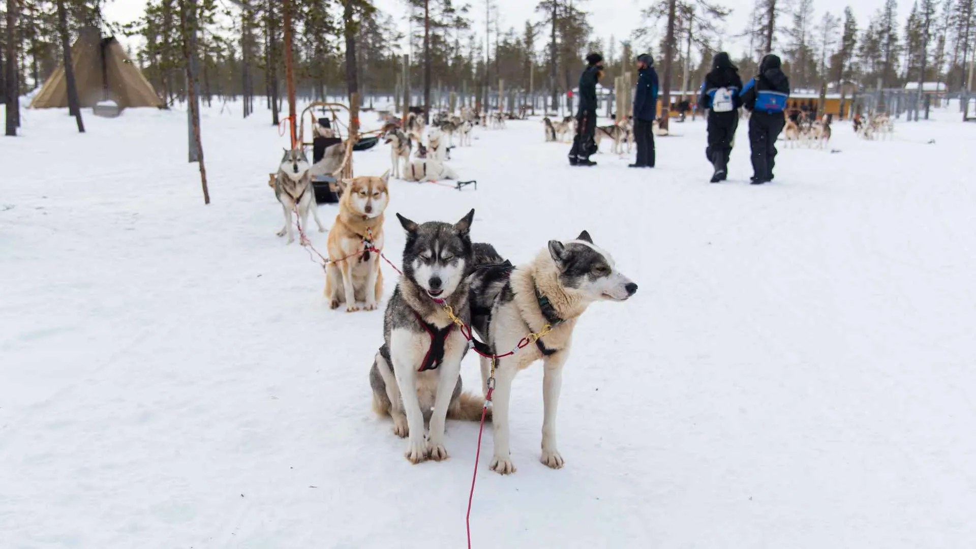 Adventurous Greenland Tour