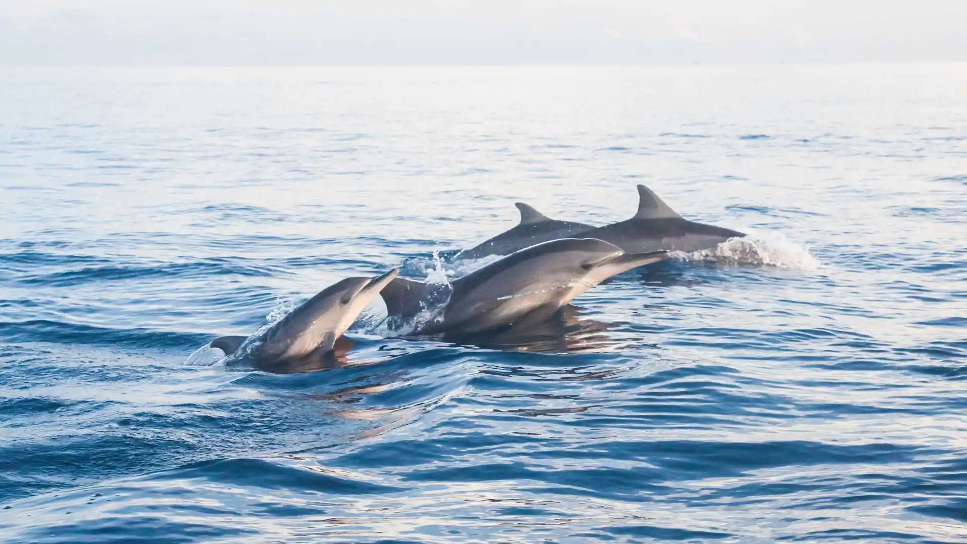 Dolphin Cruise