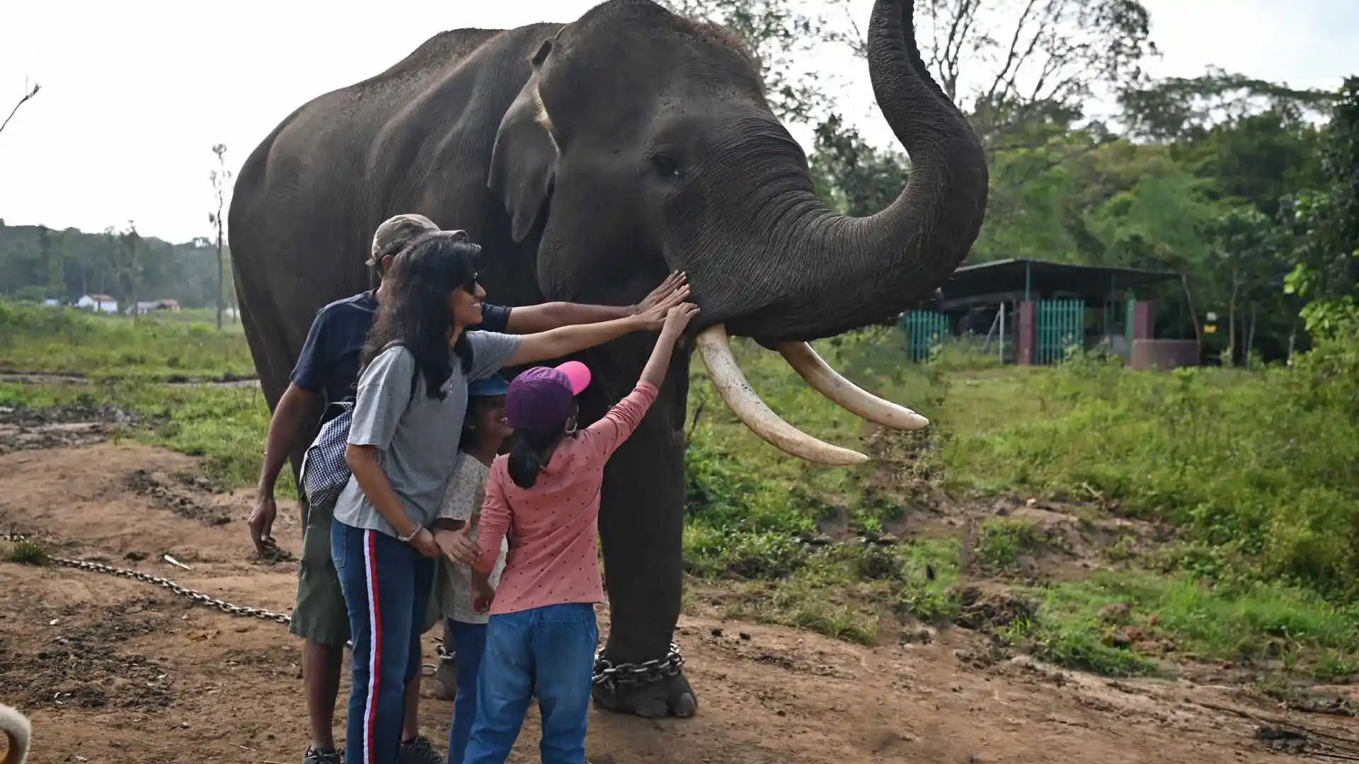 Dubare Elephant Camp