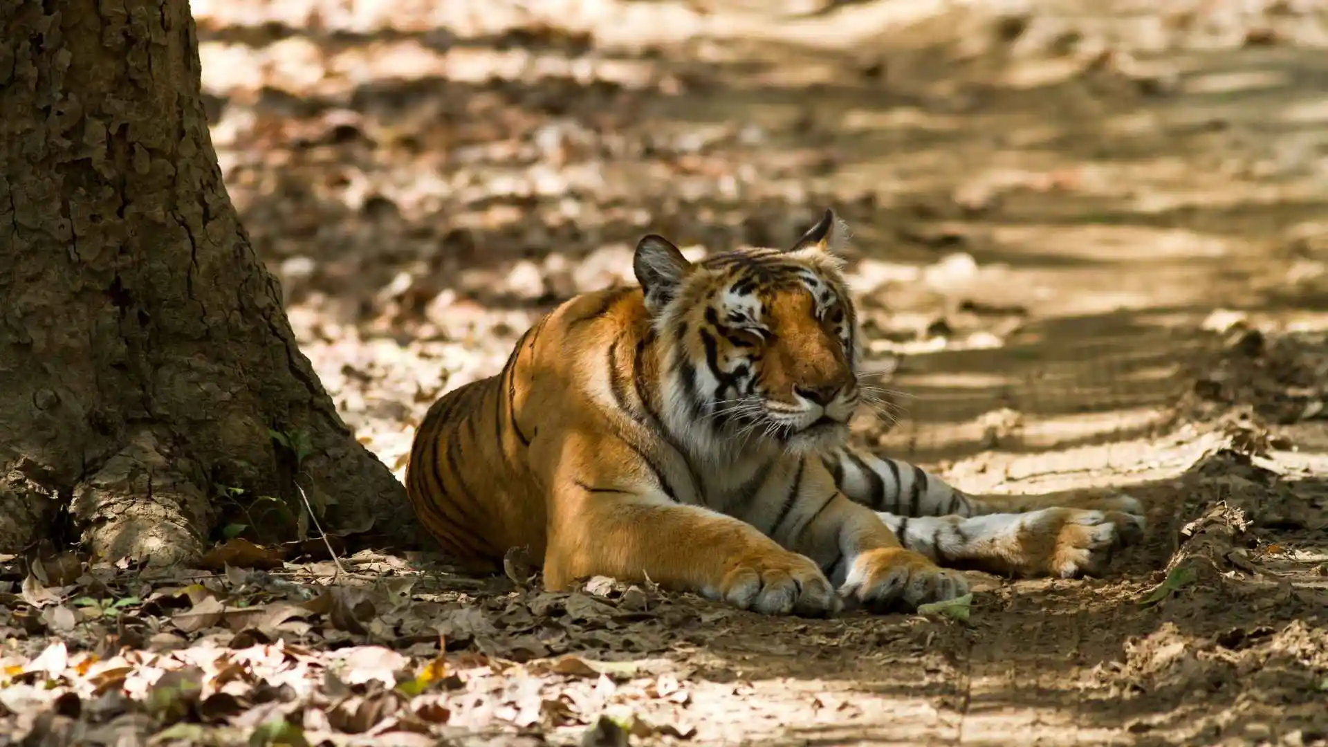 Dudhwa National Park