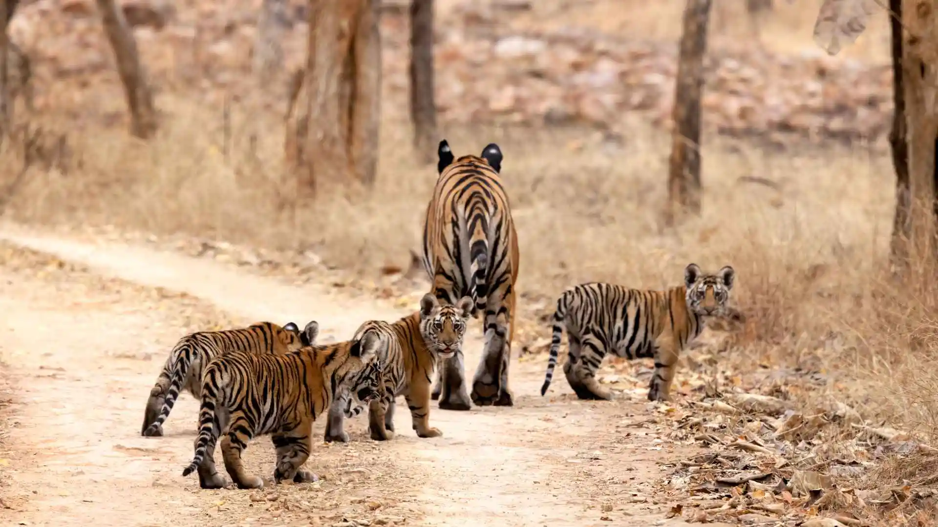 Dudhwa Tiger Reserve