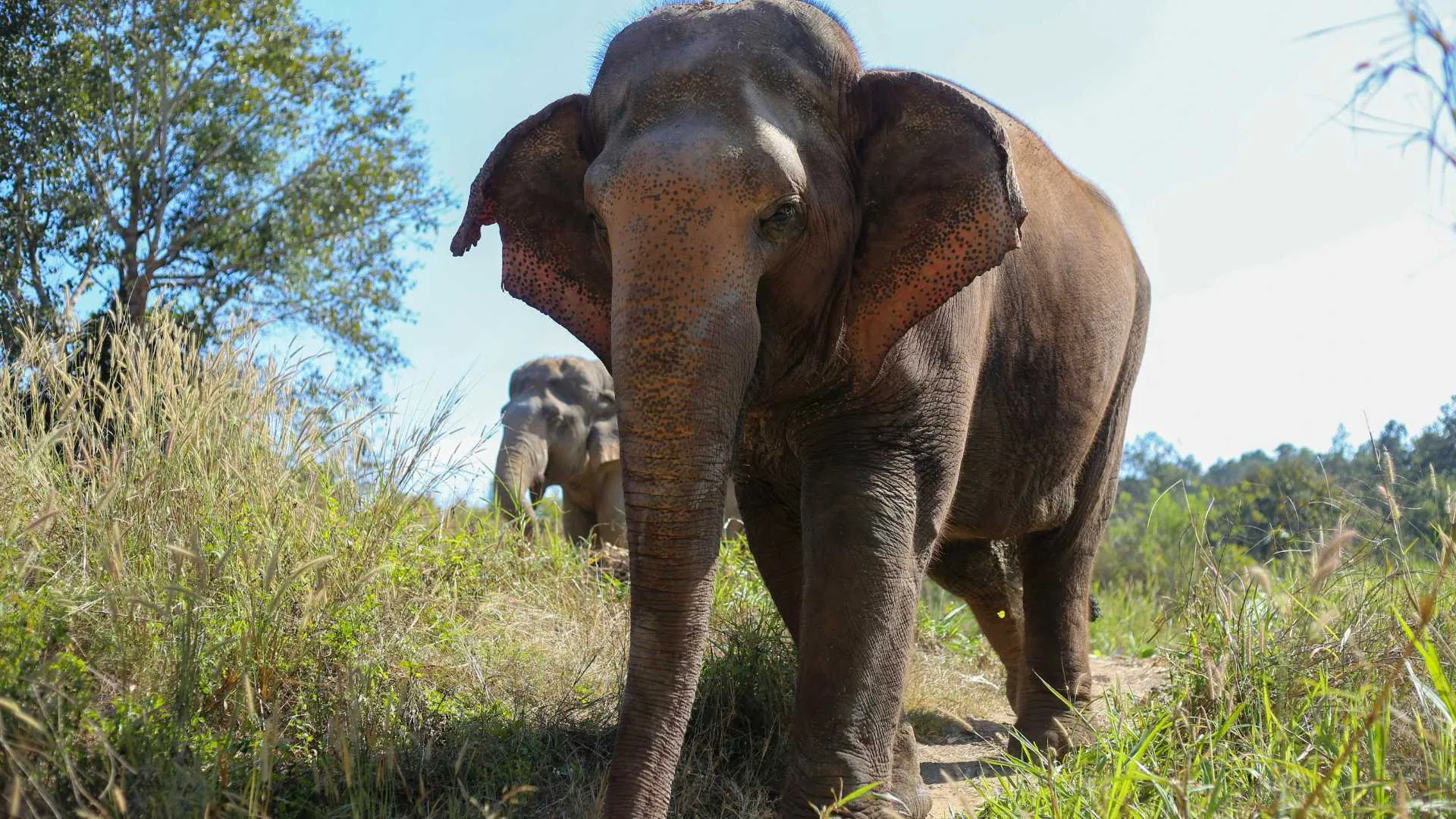 Elephant in Praslin Vallee de Mai Seychelles
