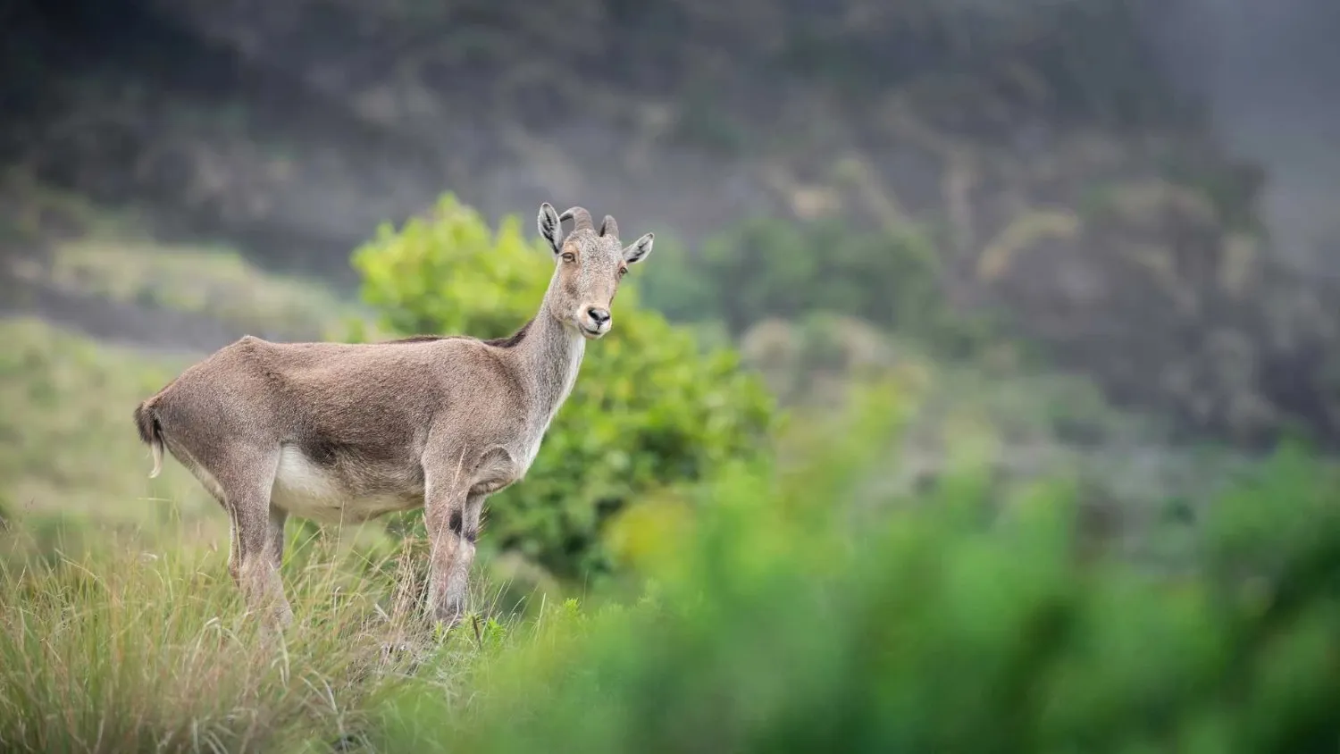 Eravikulam National Park