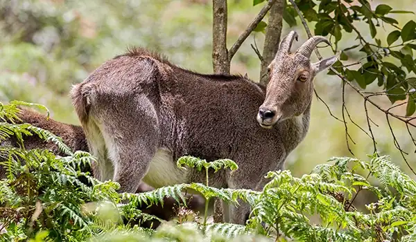 Eravikulam National Park