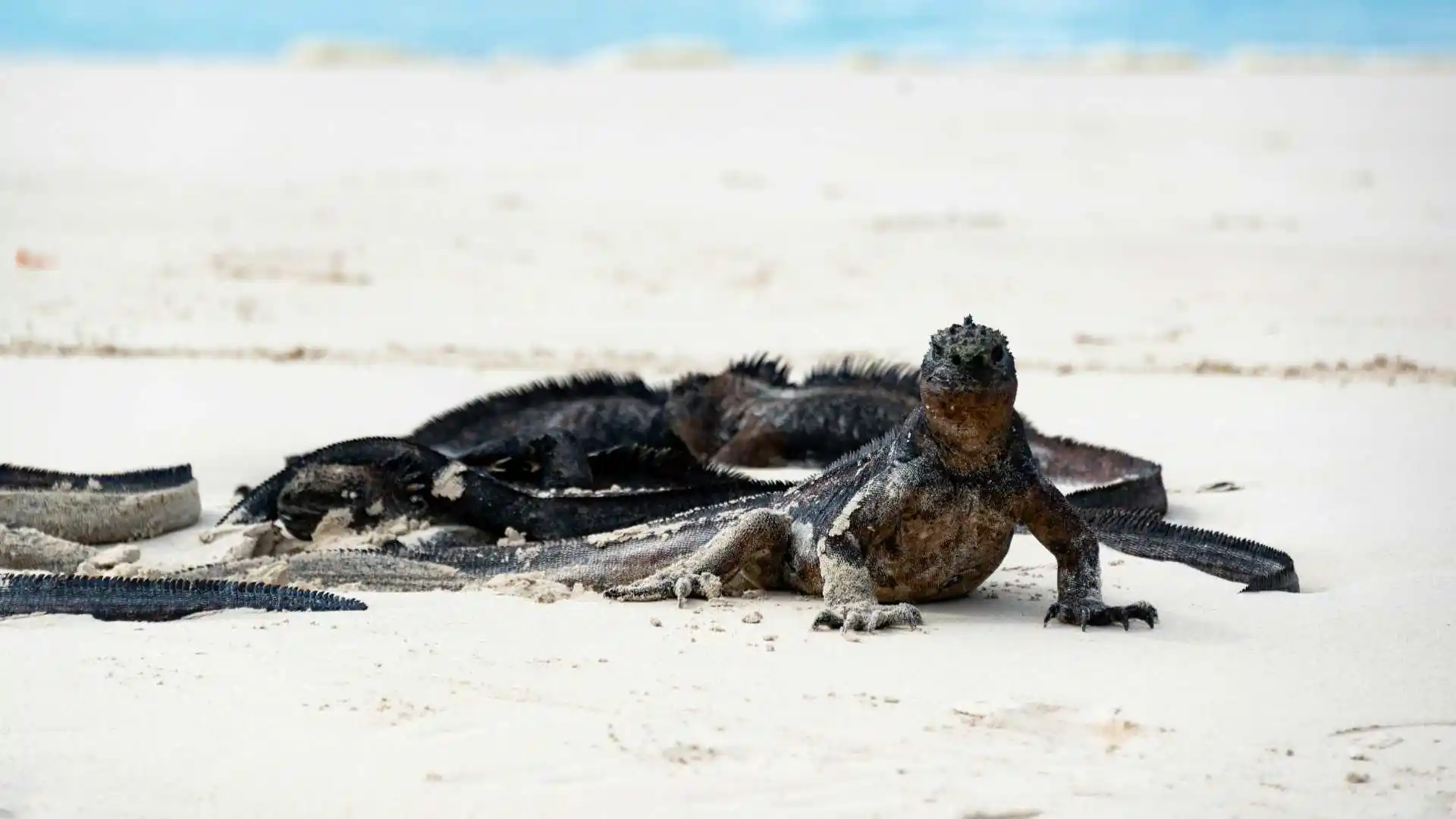 Galapagos Islands Ecuador
