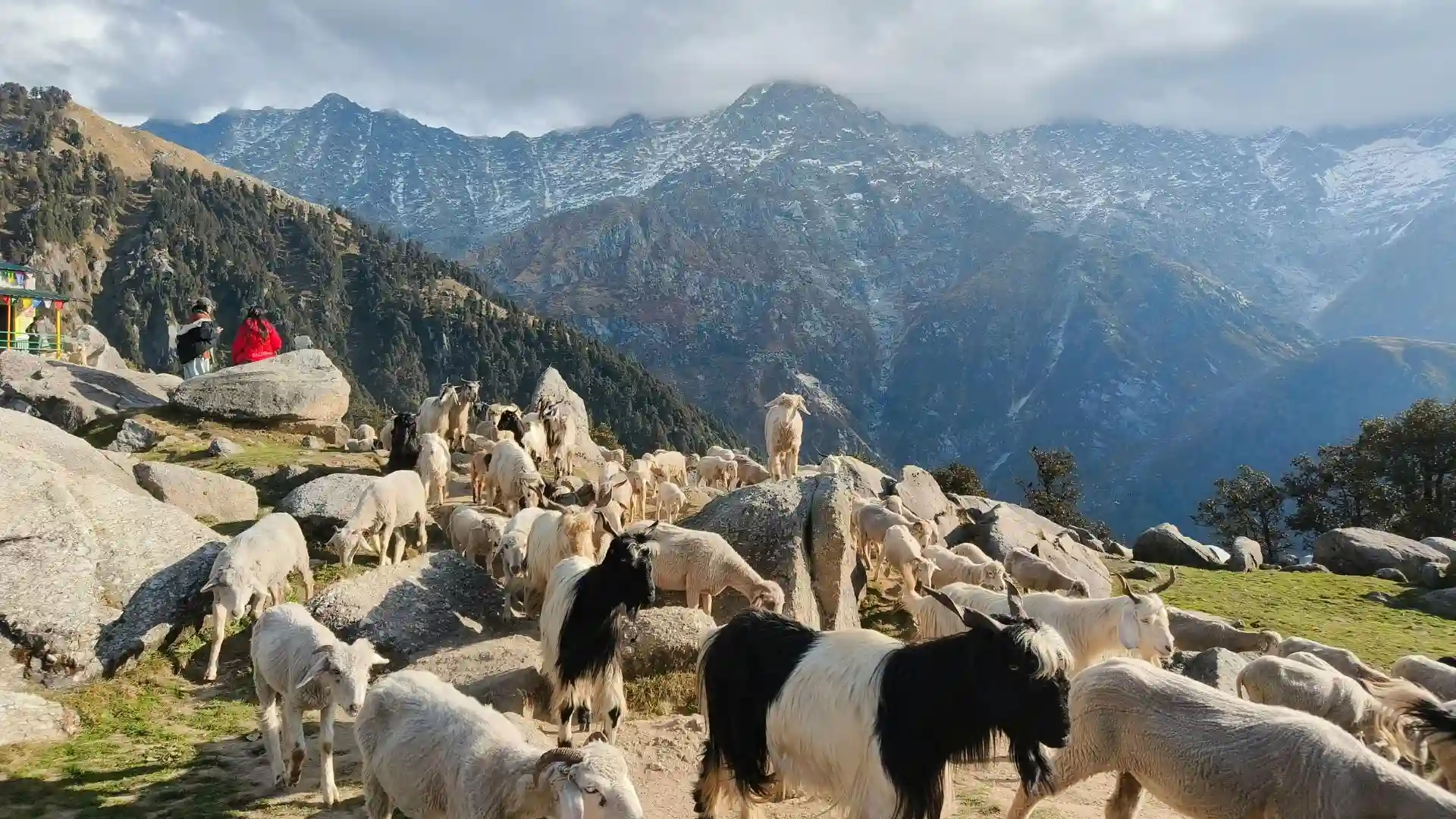 Goats in Mountain