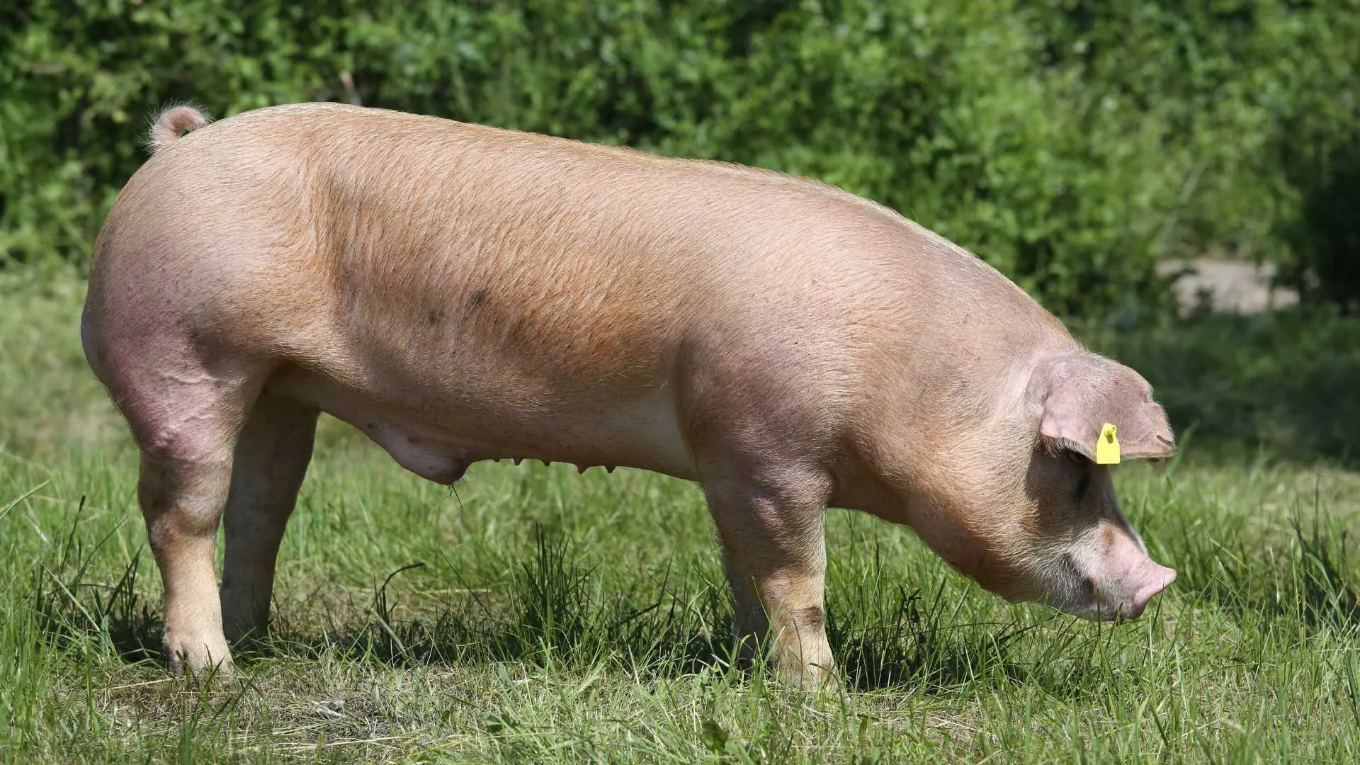 Jardin du Roi Seychelles