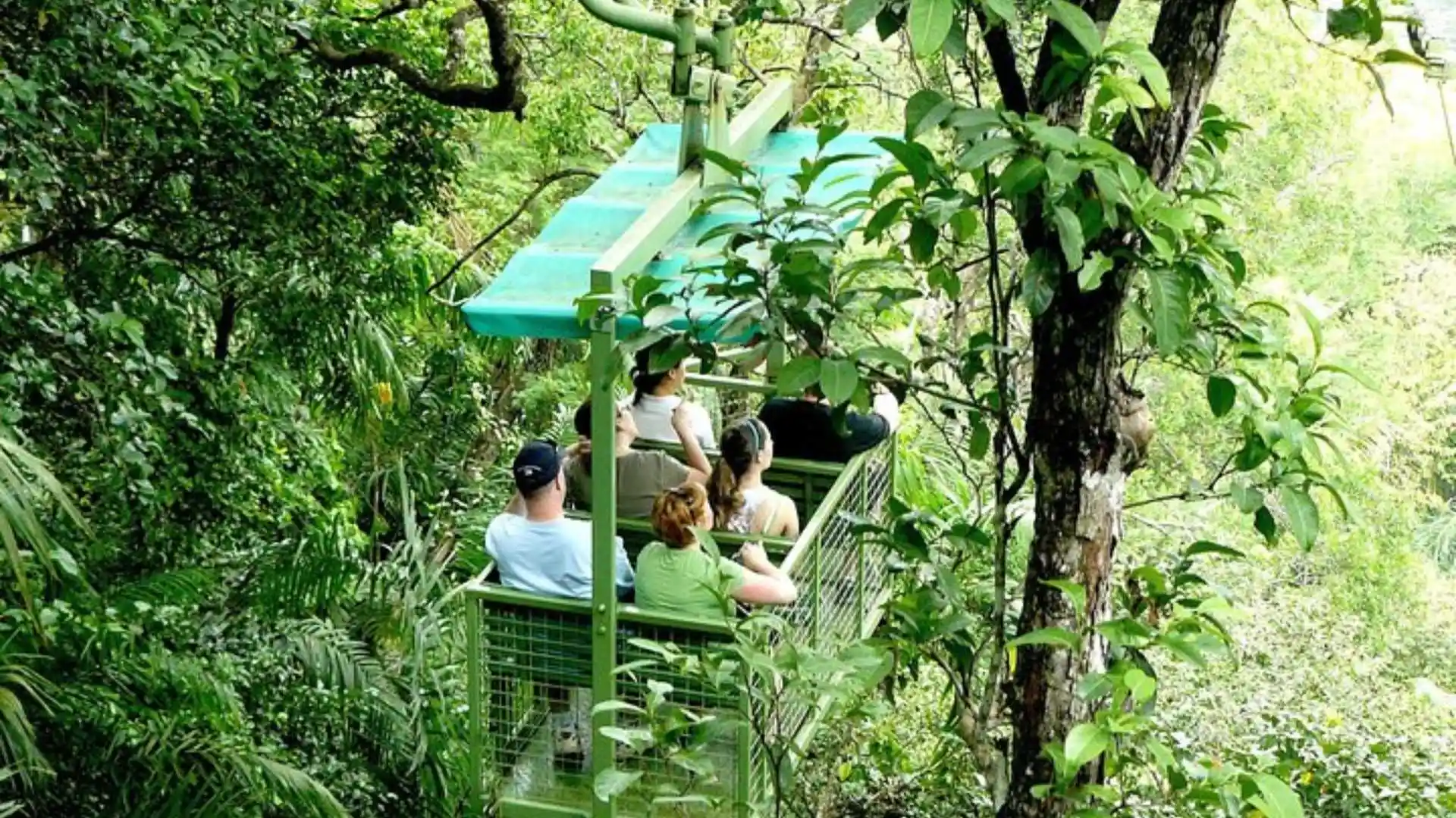 Jungle Tram Rides