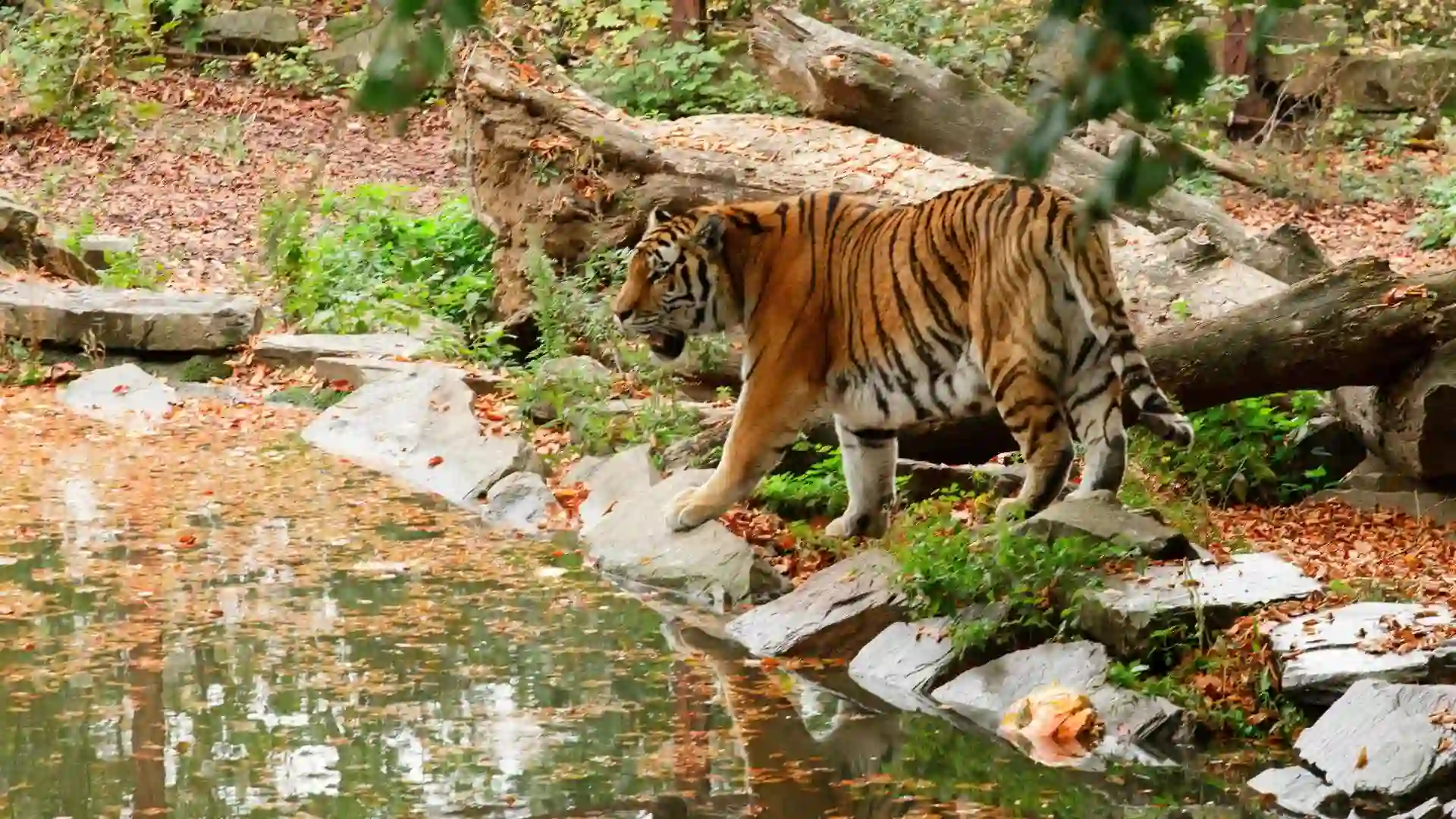 Tiger at Kanha National Park