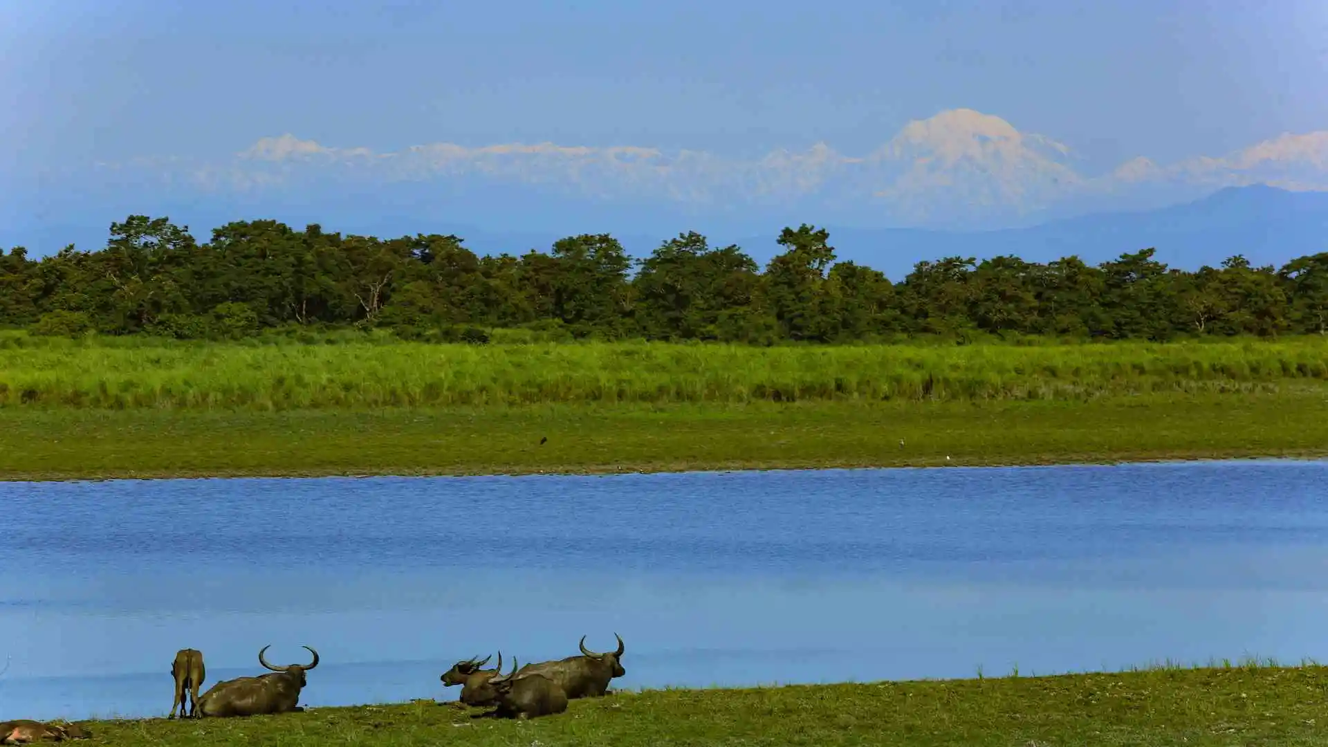 Kaziranga National Park