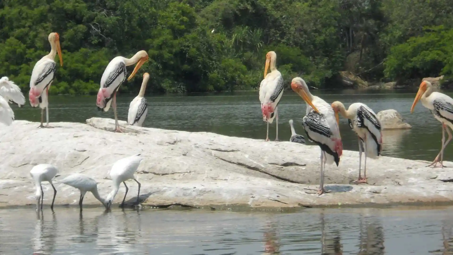 Kumarakom Bird Sanctuary Kerala