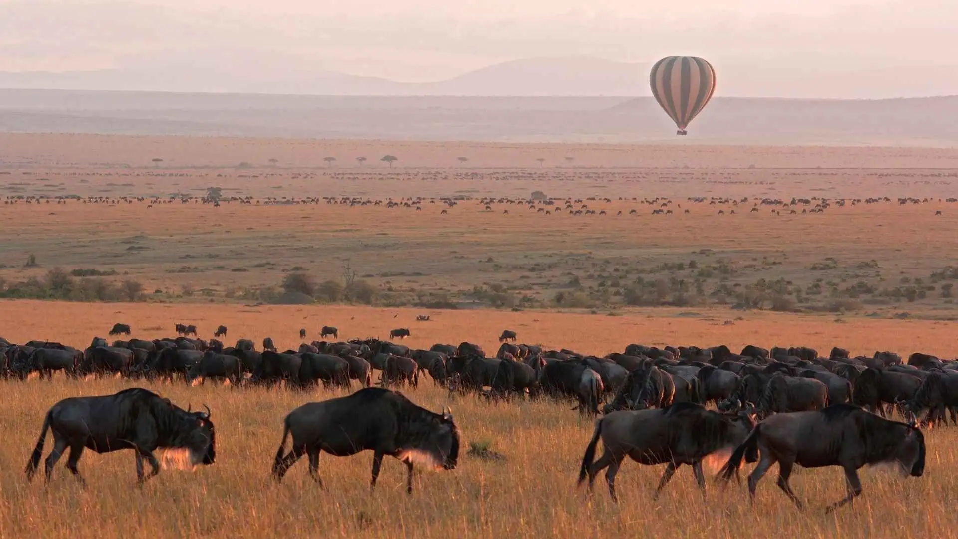 Maasai Mara