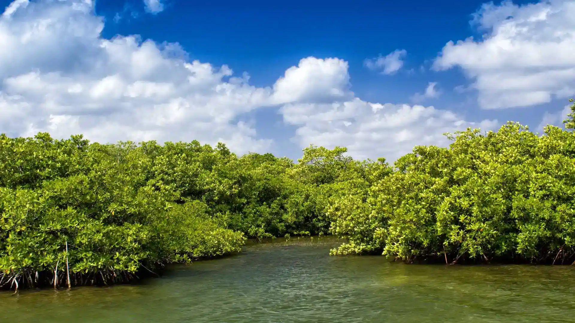 Mangrove Forests of Kerala