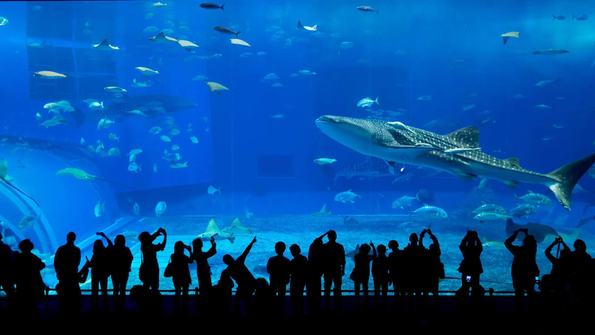 Marine Aquarium