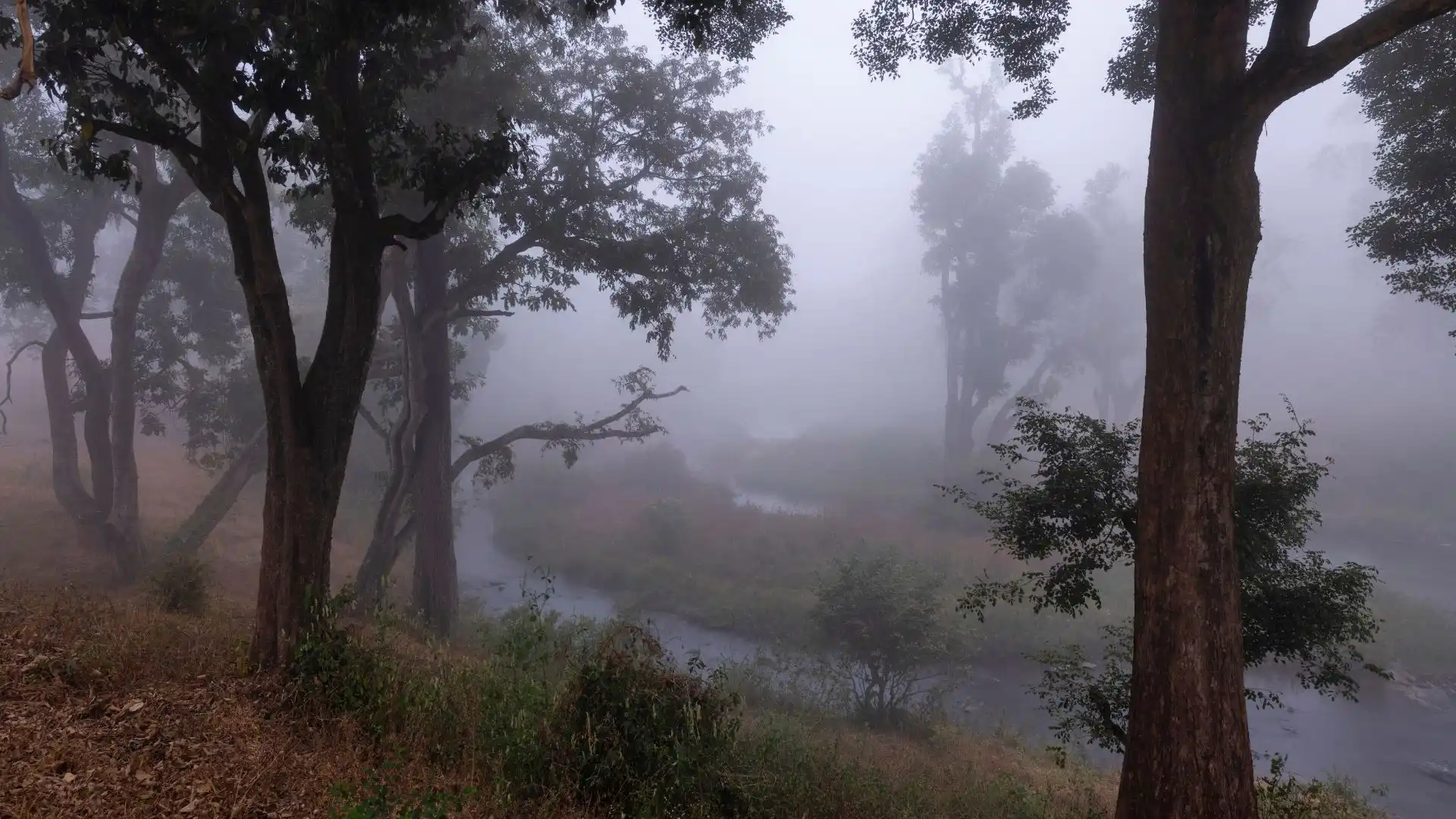 Mudumalai Tiger Reserve Tamil Nadu