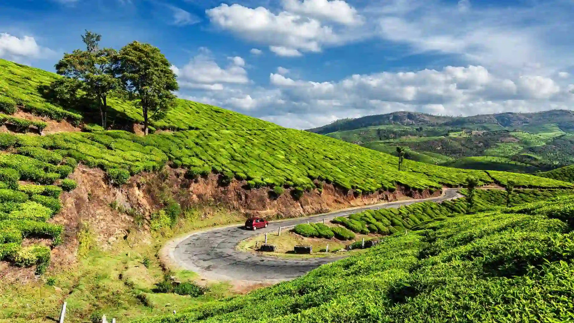 Green Tea Plantations Munnar