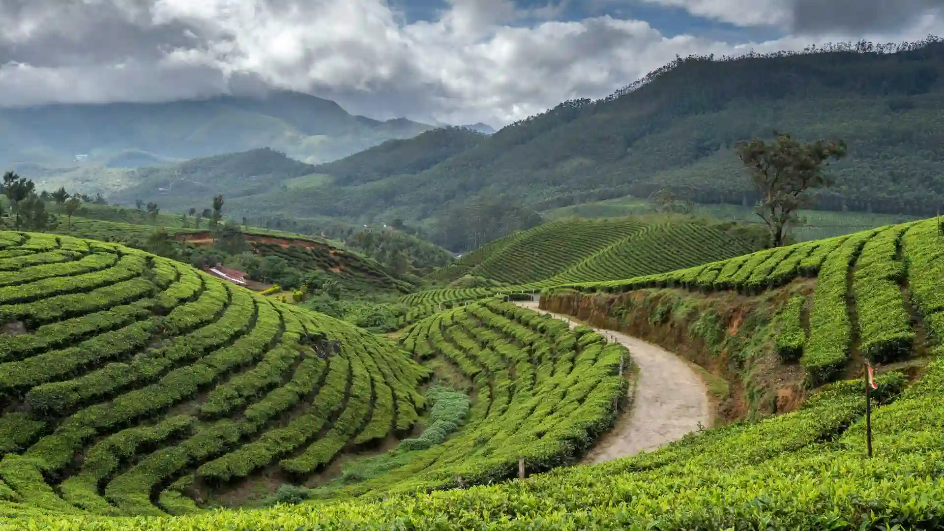 Tea Plantations