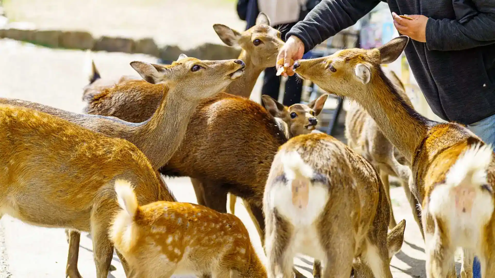 Nara Deer Park
