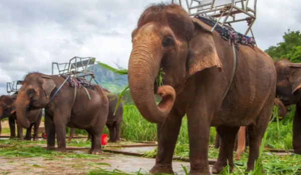 Street Night In Bangkok Thailand