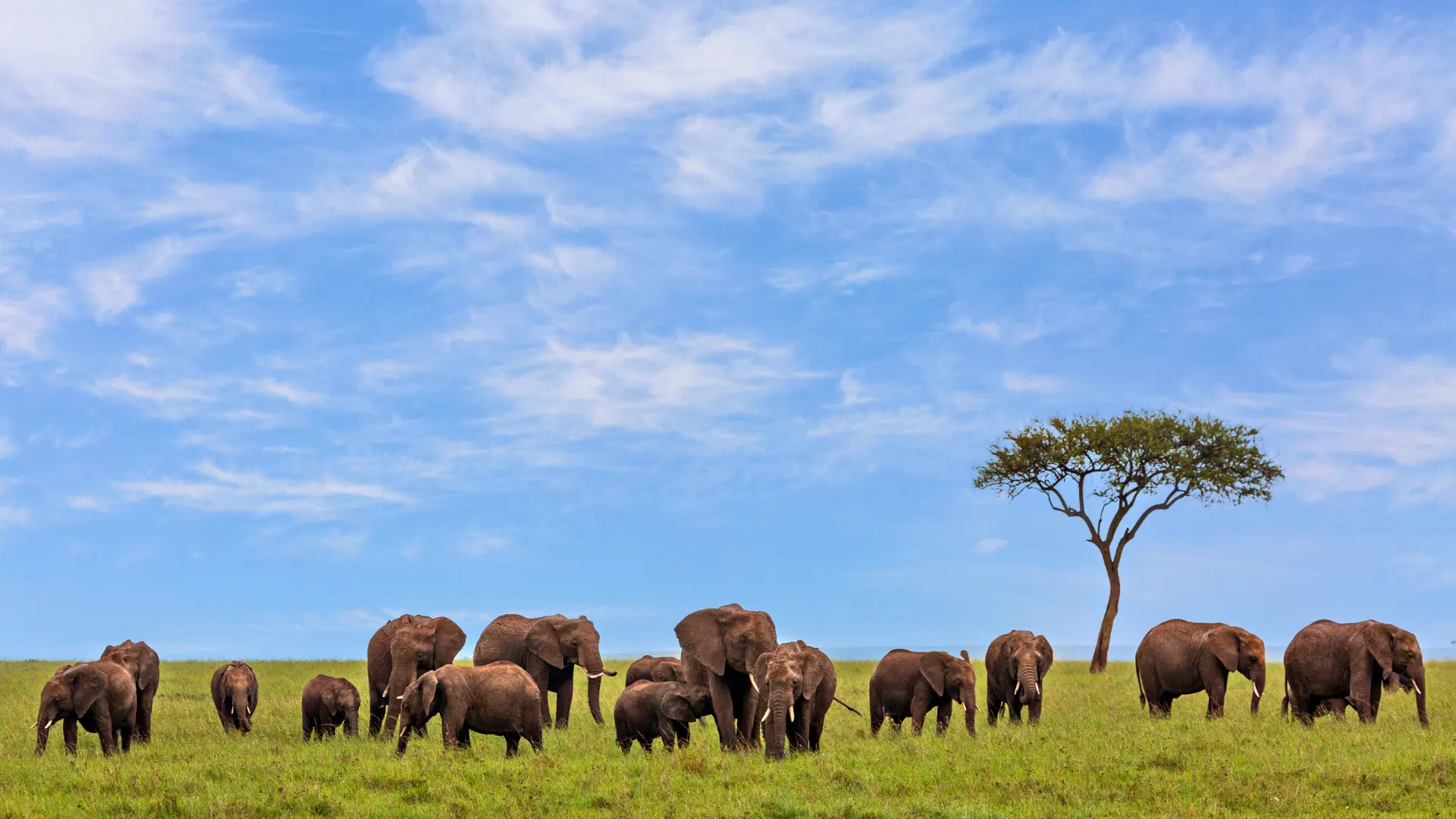 Elephant in National Reserve