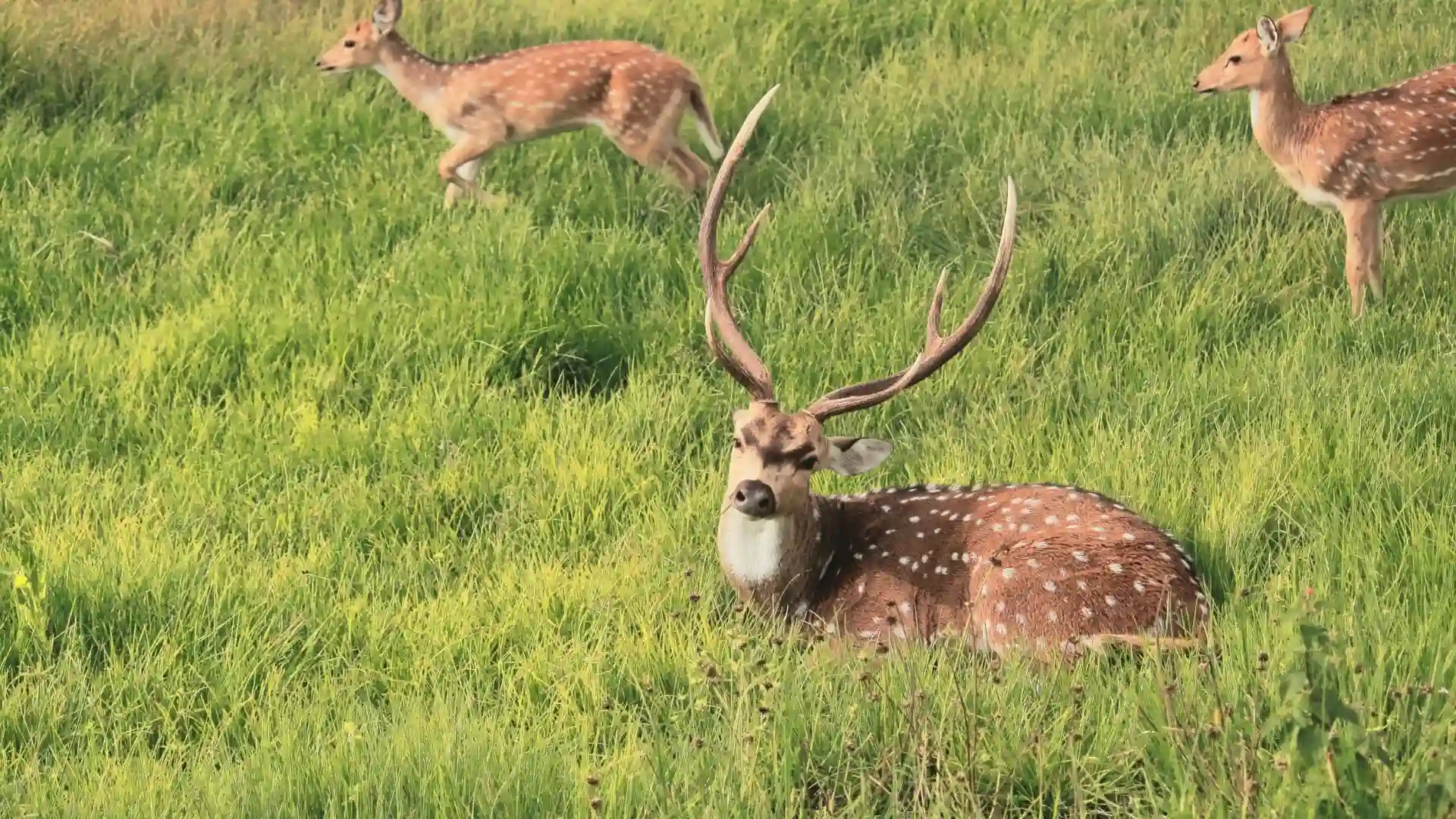 Nilgiri Biosphere Reserve