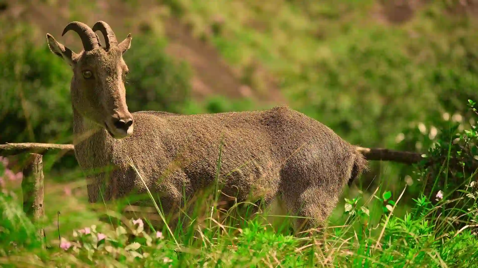 Nilgiri Tahr Kerala