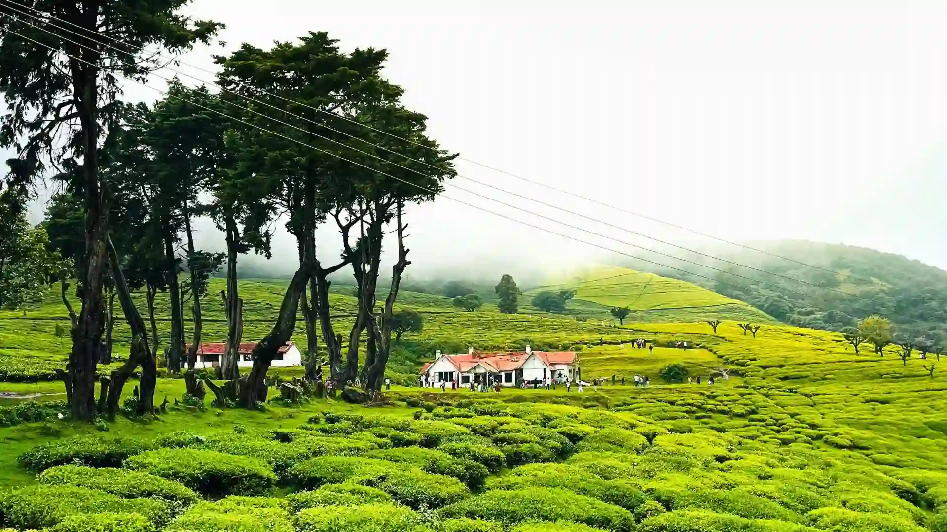 Ooty Tea Garden