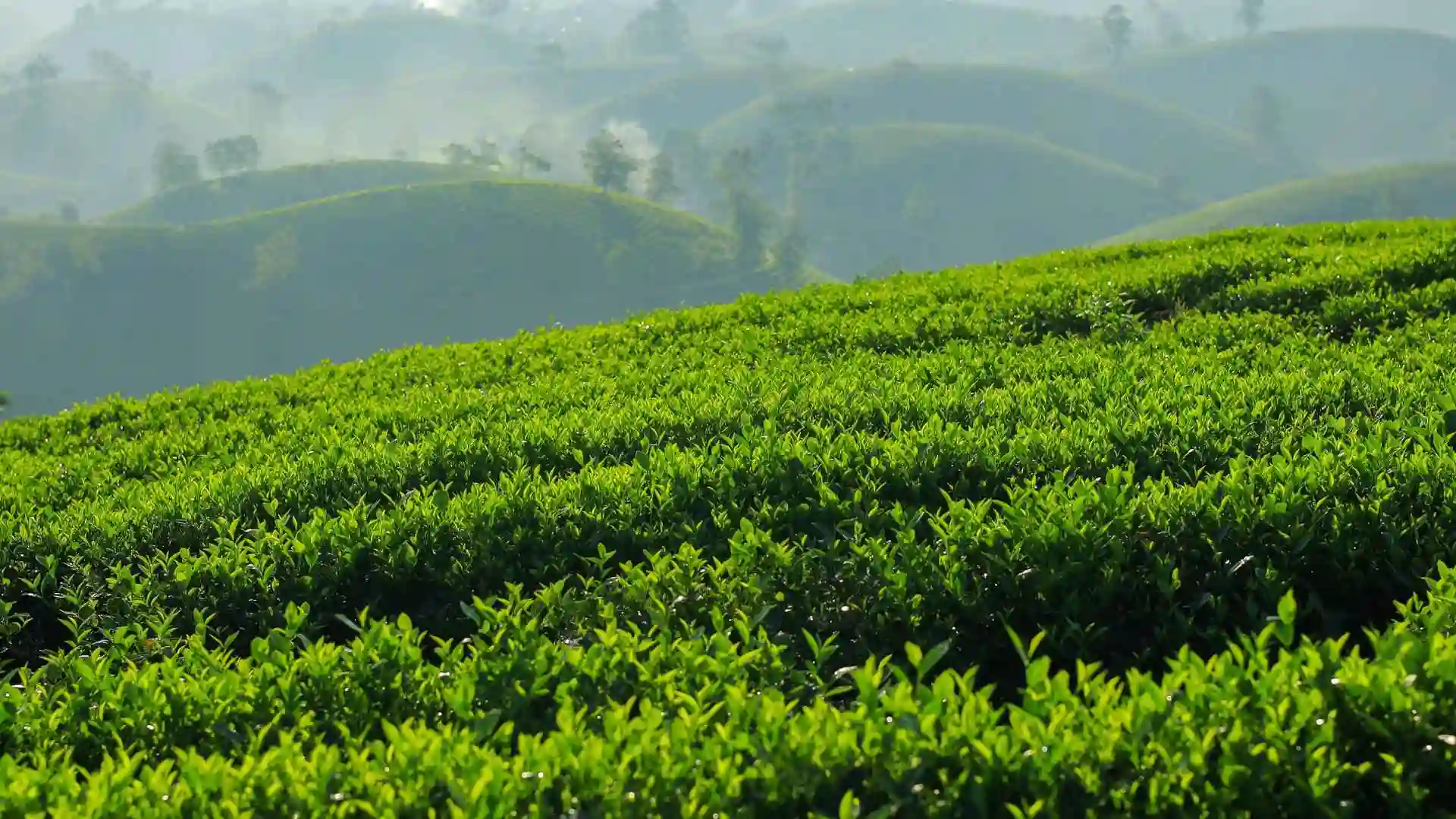 OSulloc Green Tea Field