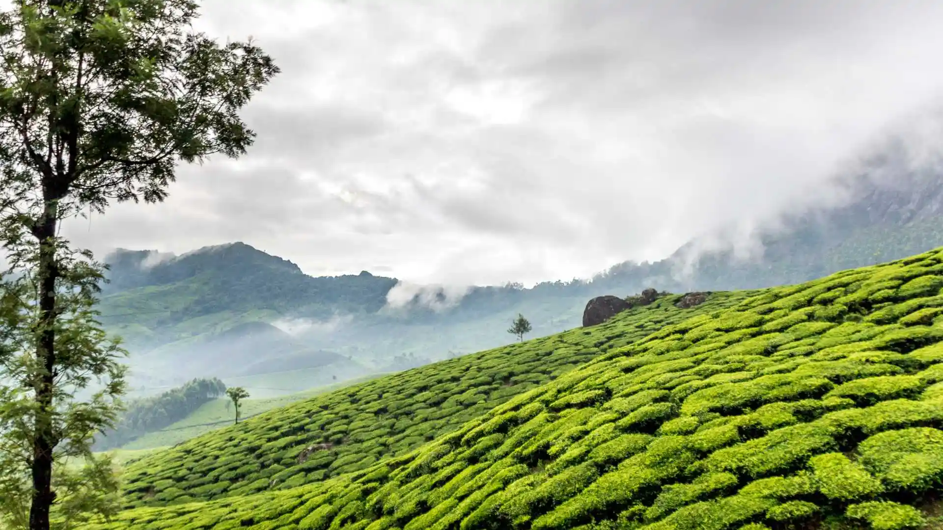 Panoramic Shot of The Tea Estates Kerala