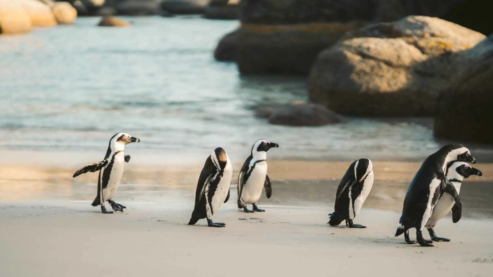 Penguin Parade At Phillip Island